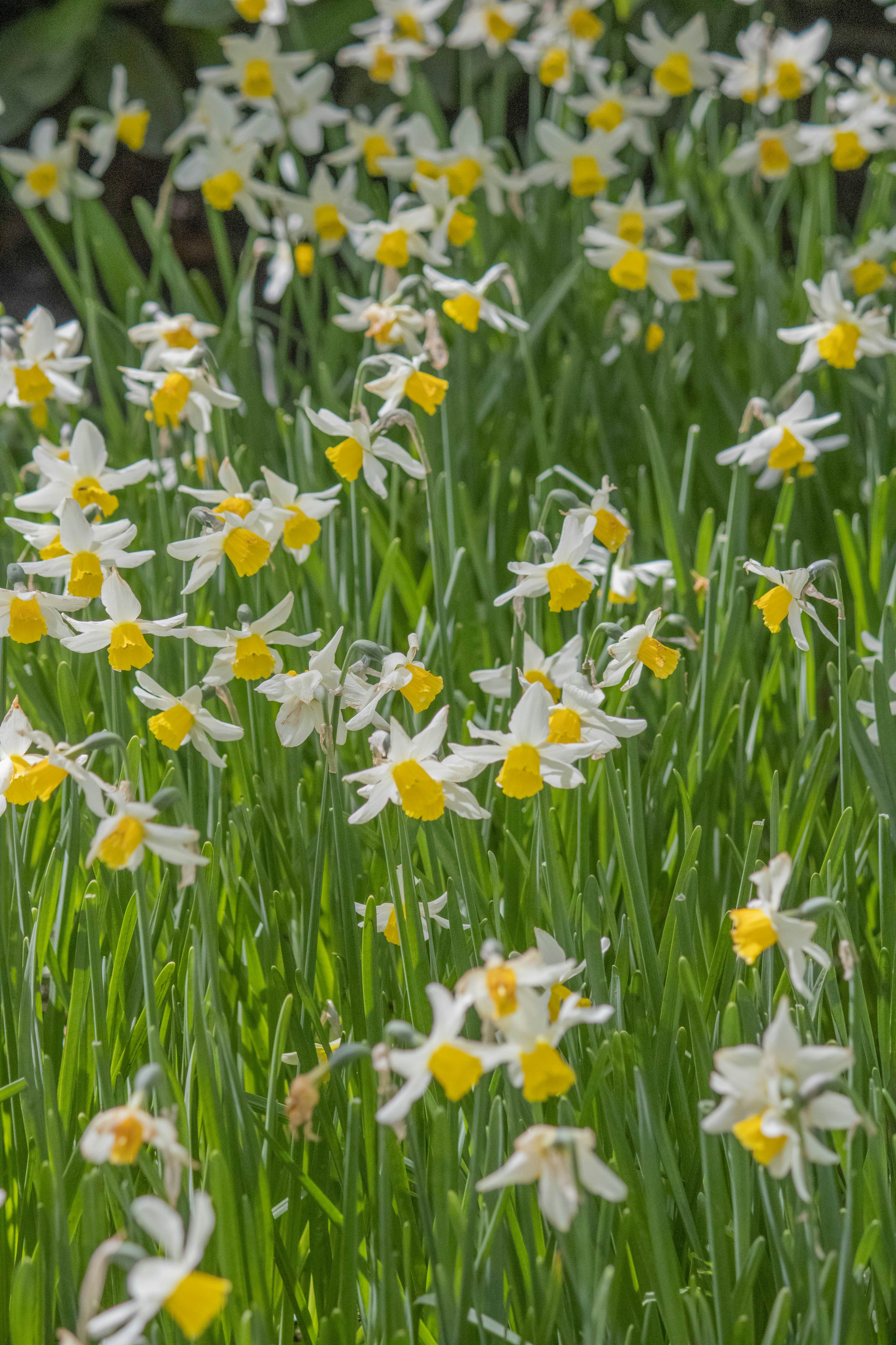 Un bouquet de fleurs blanches et jaunes dans un champ