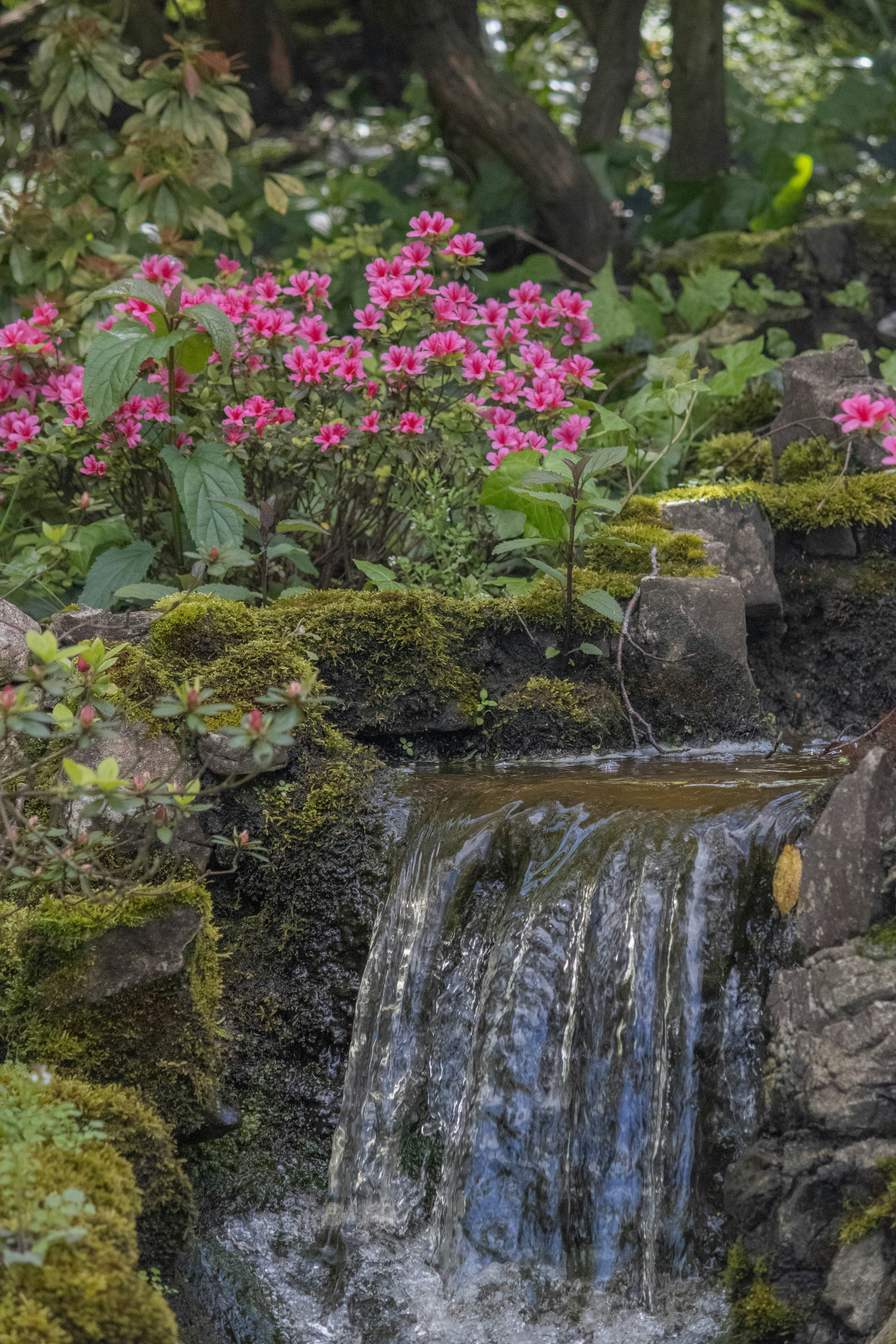 Une petite cascade au milieu d’un jardin