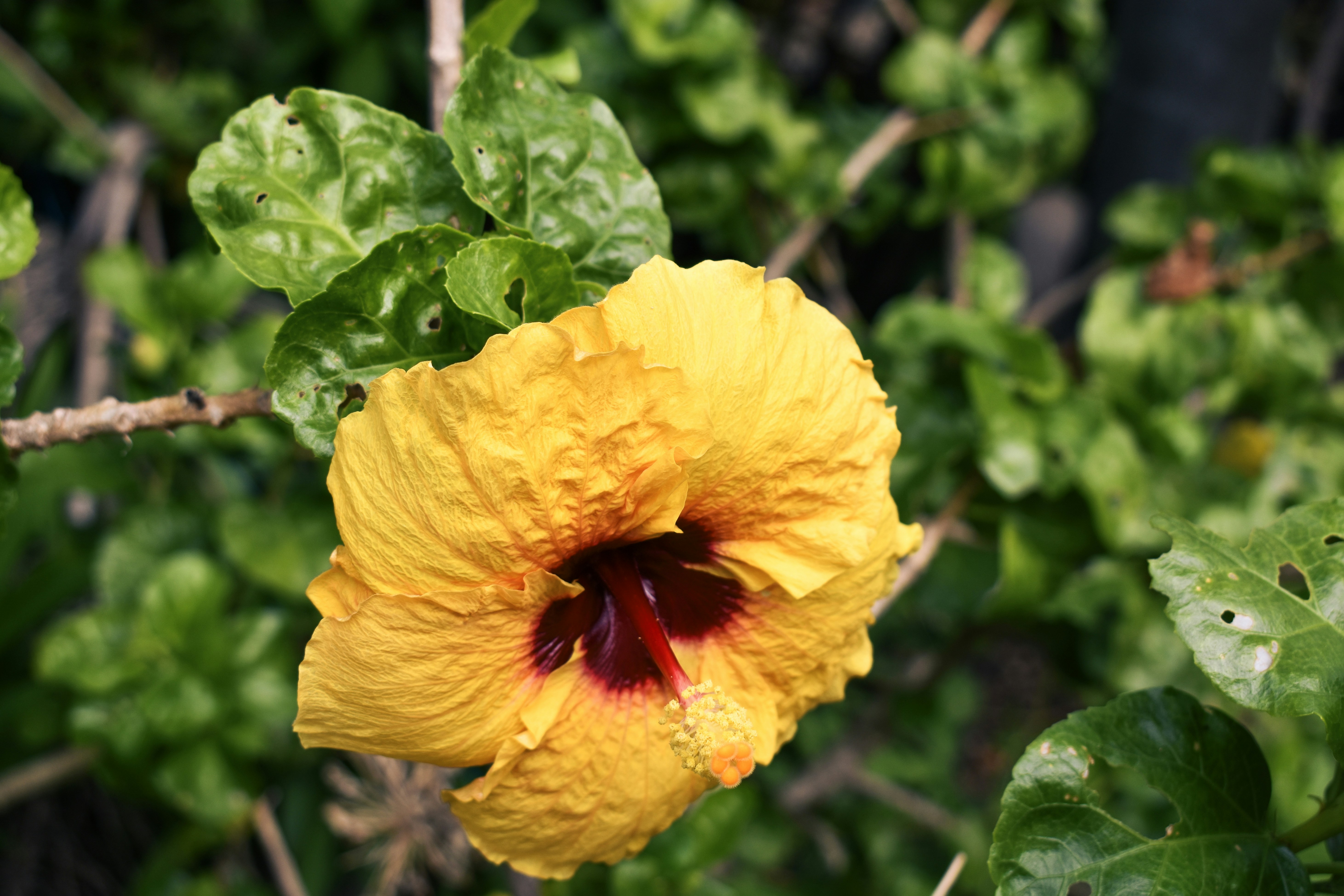 Photo by sneakygoblin036