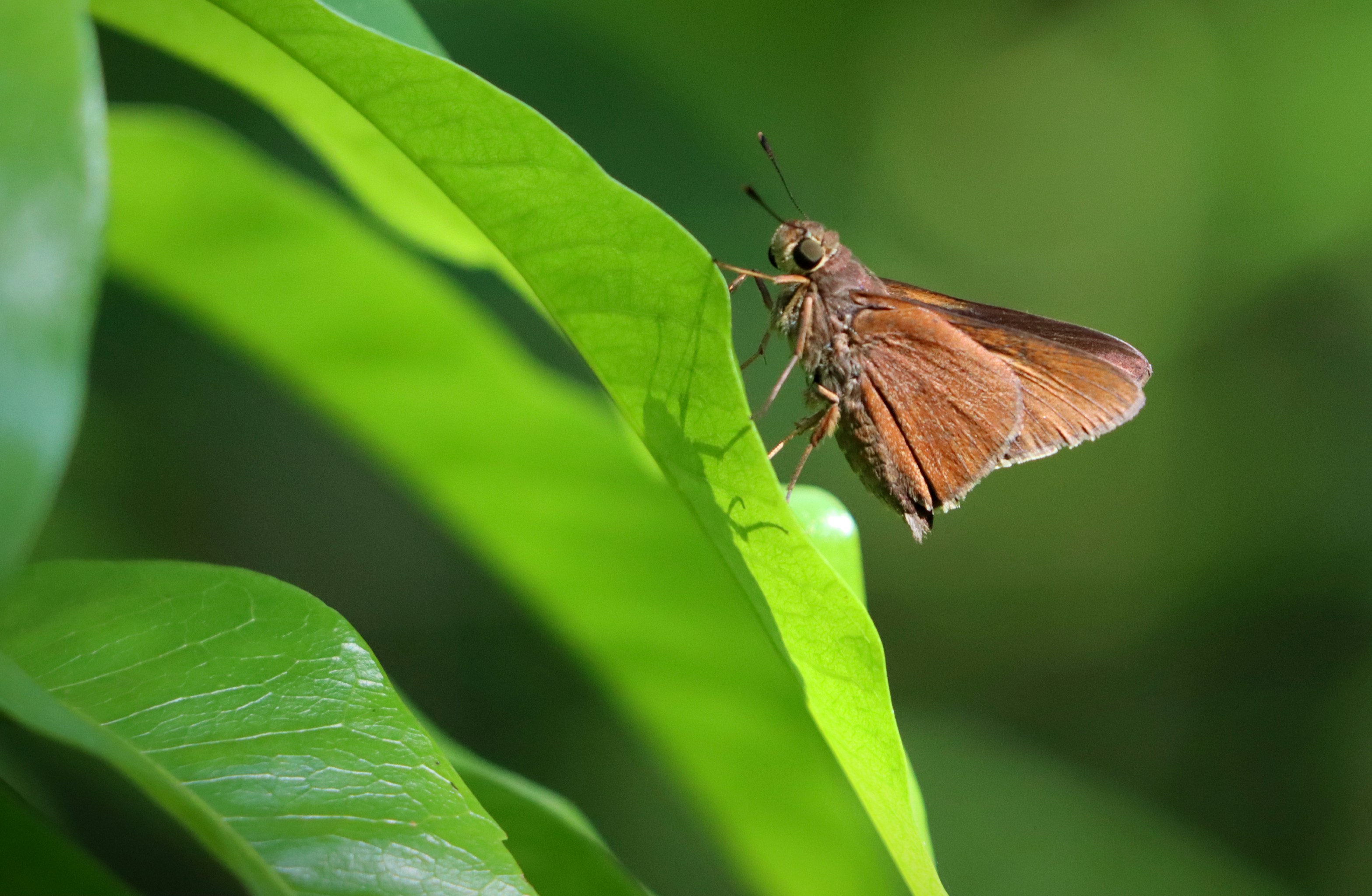 버터플라이 노래 가수 관련 이미지2