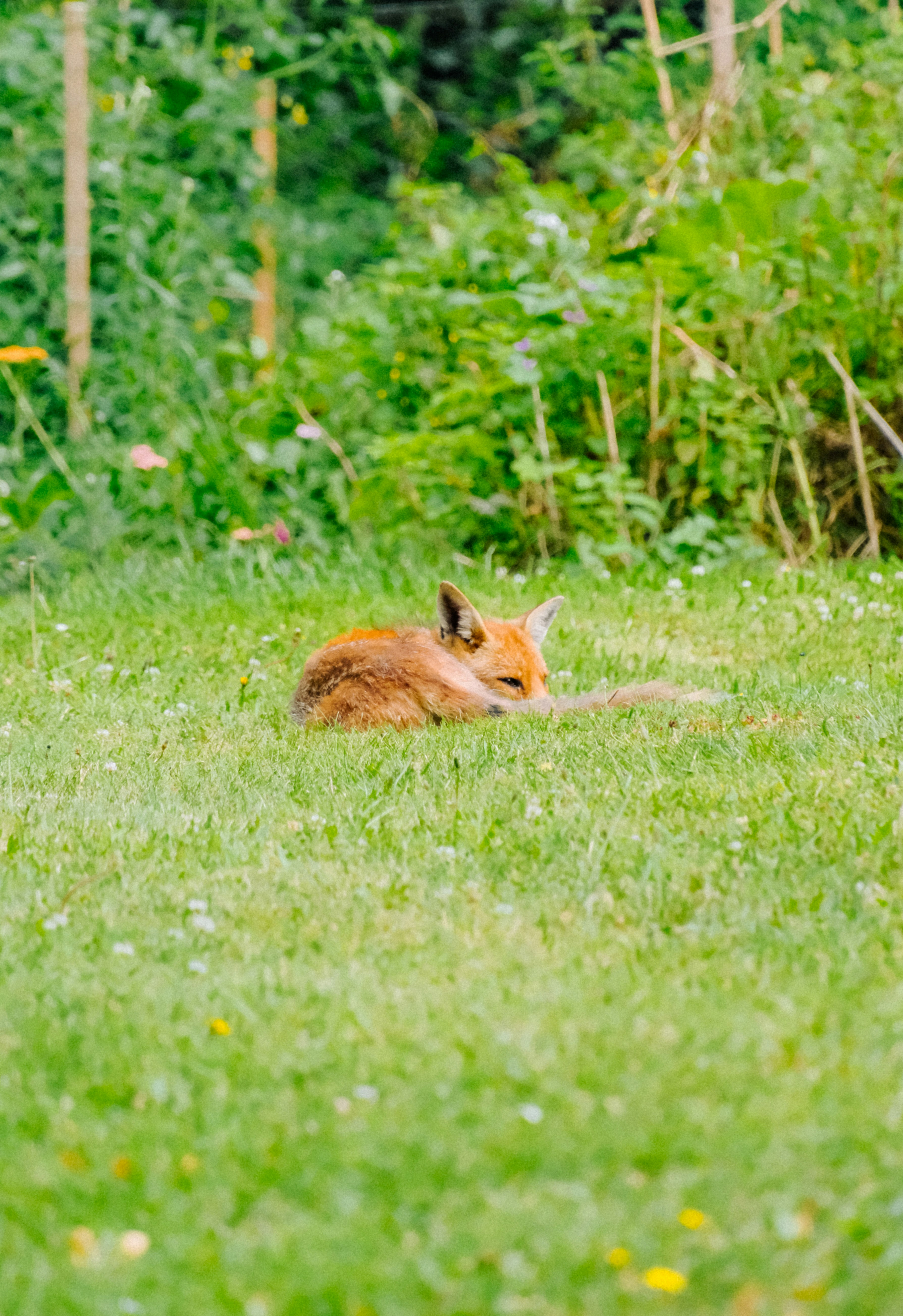 A small animal laying in the grass near some trees
