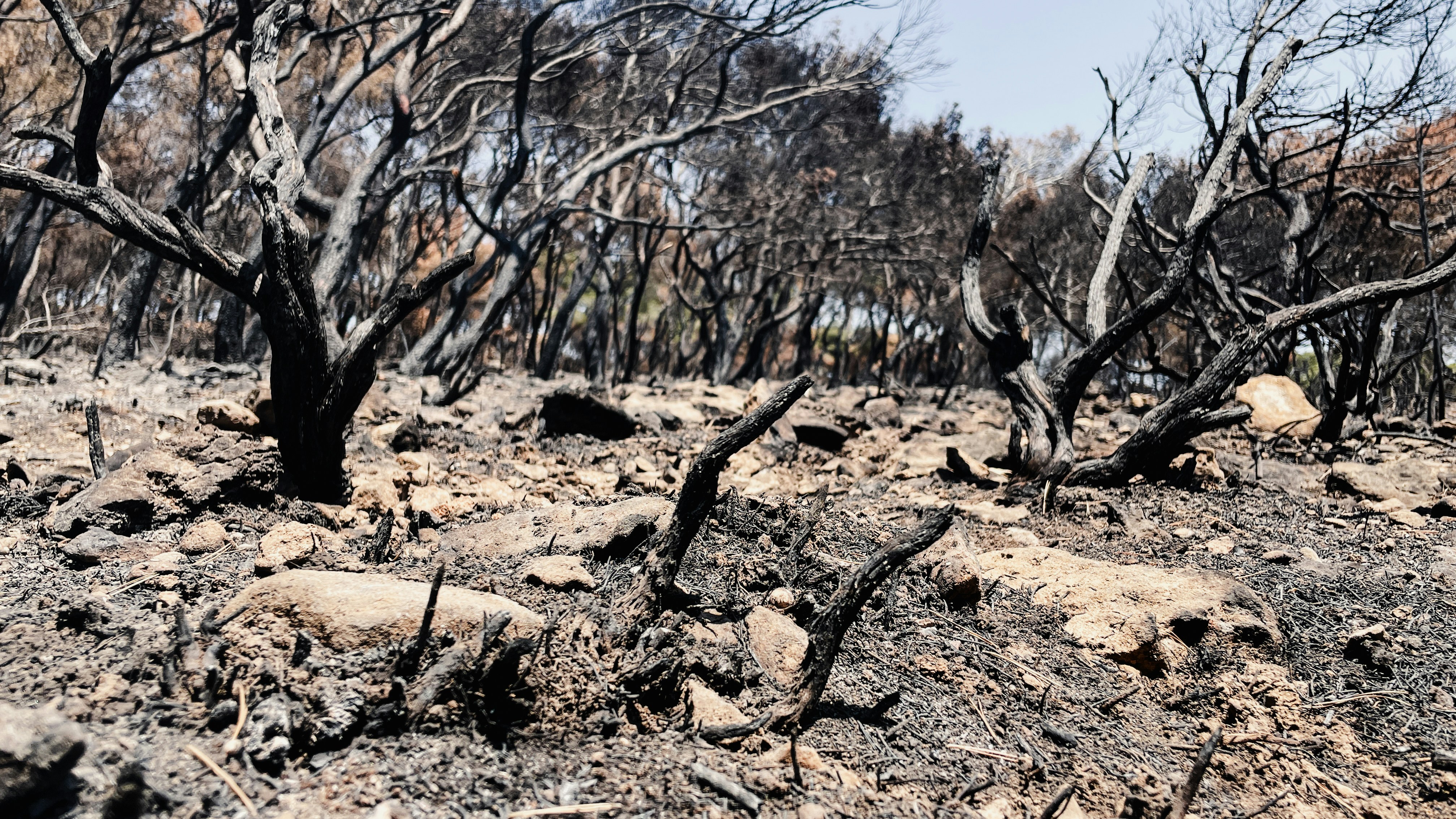 UCLA Study Highlights Alarming Rise in High-Severity Wildfires