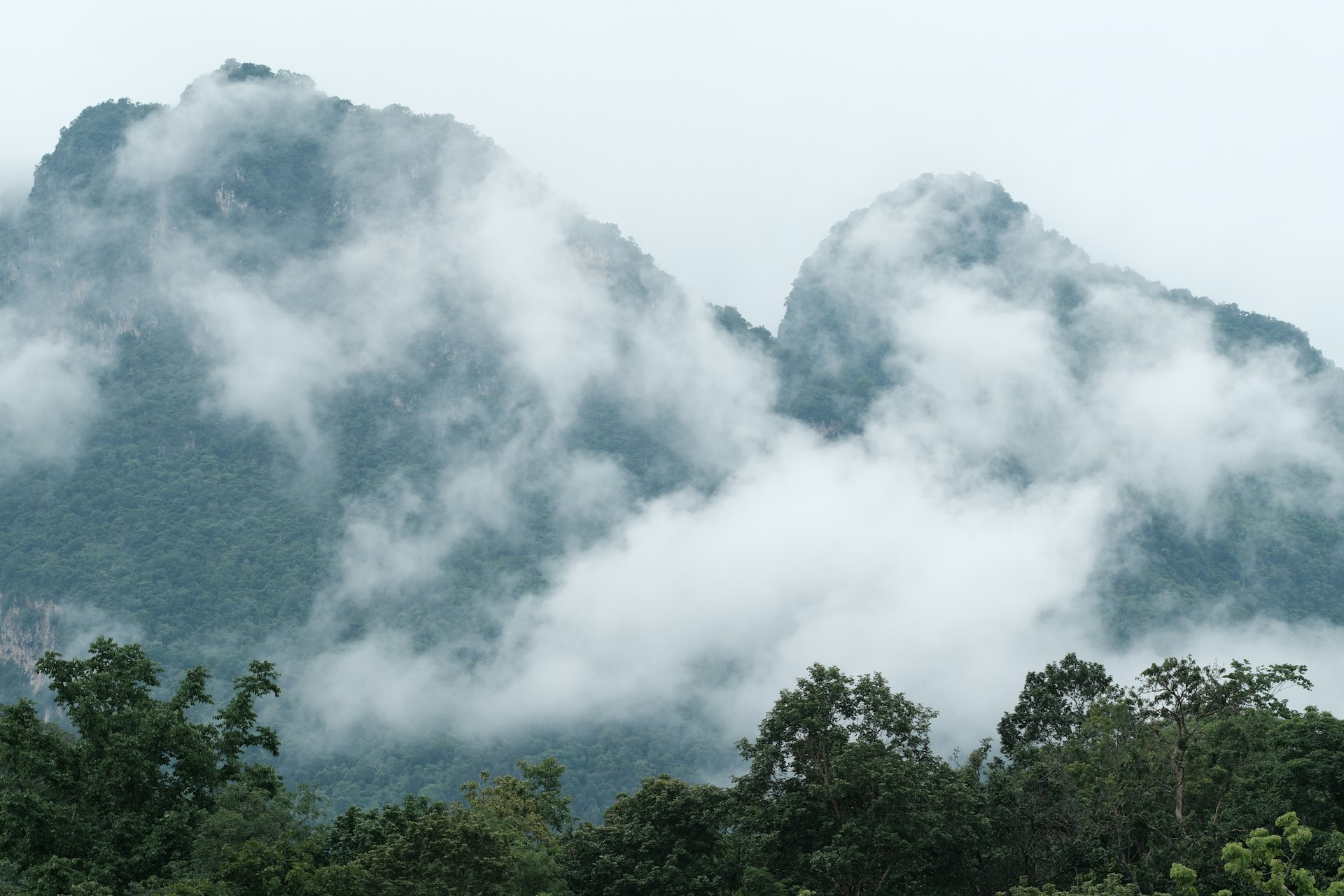 A herd of cattle grazing on a lush green hillside