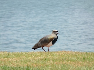 A bird standing on the grass next to a body of water