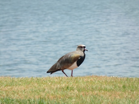 A bird standing on the grass next to a body of water