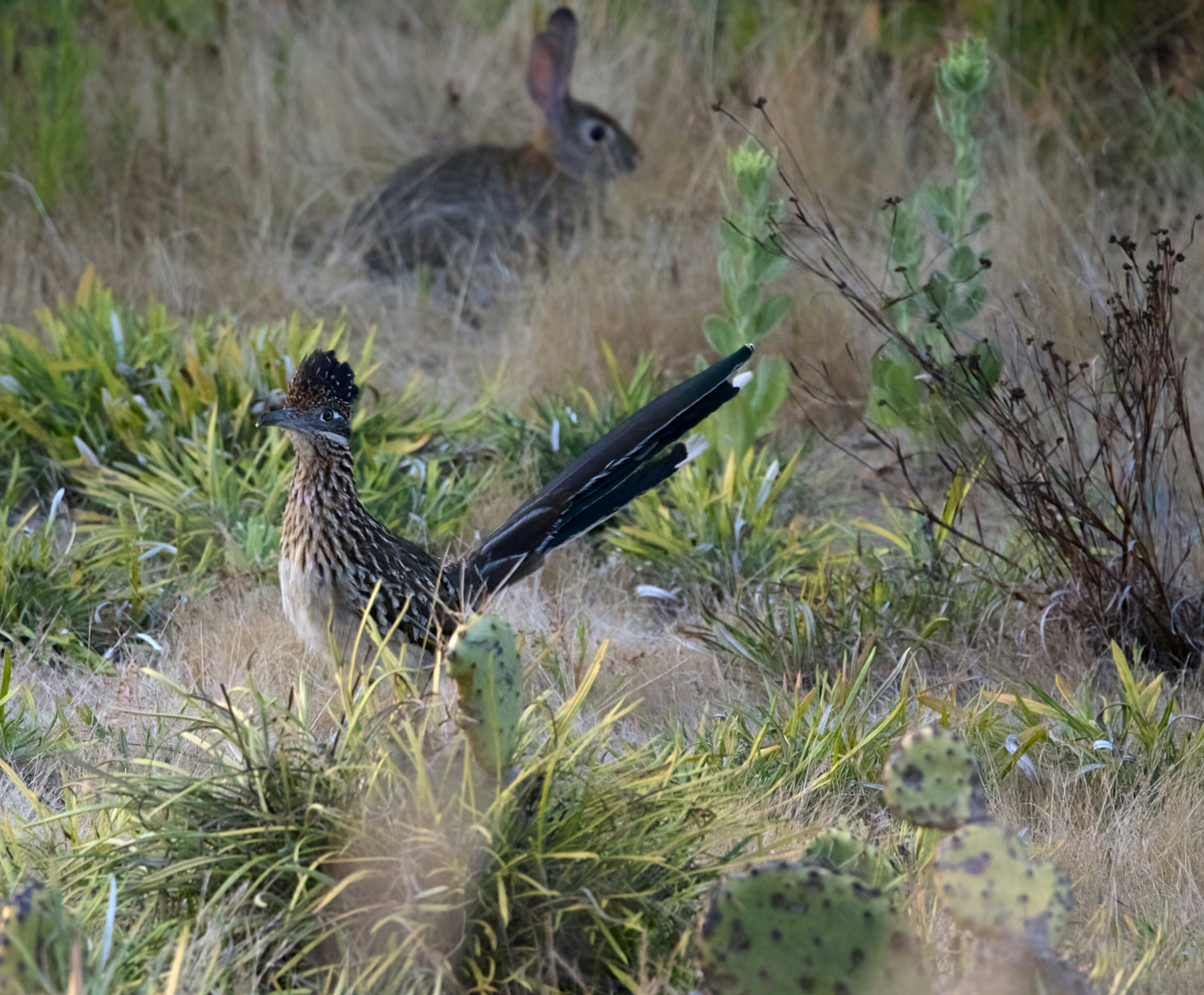 A couple of birds that are standing in the grass