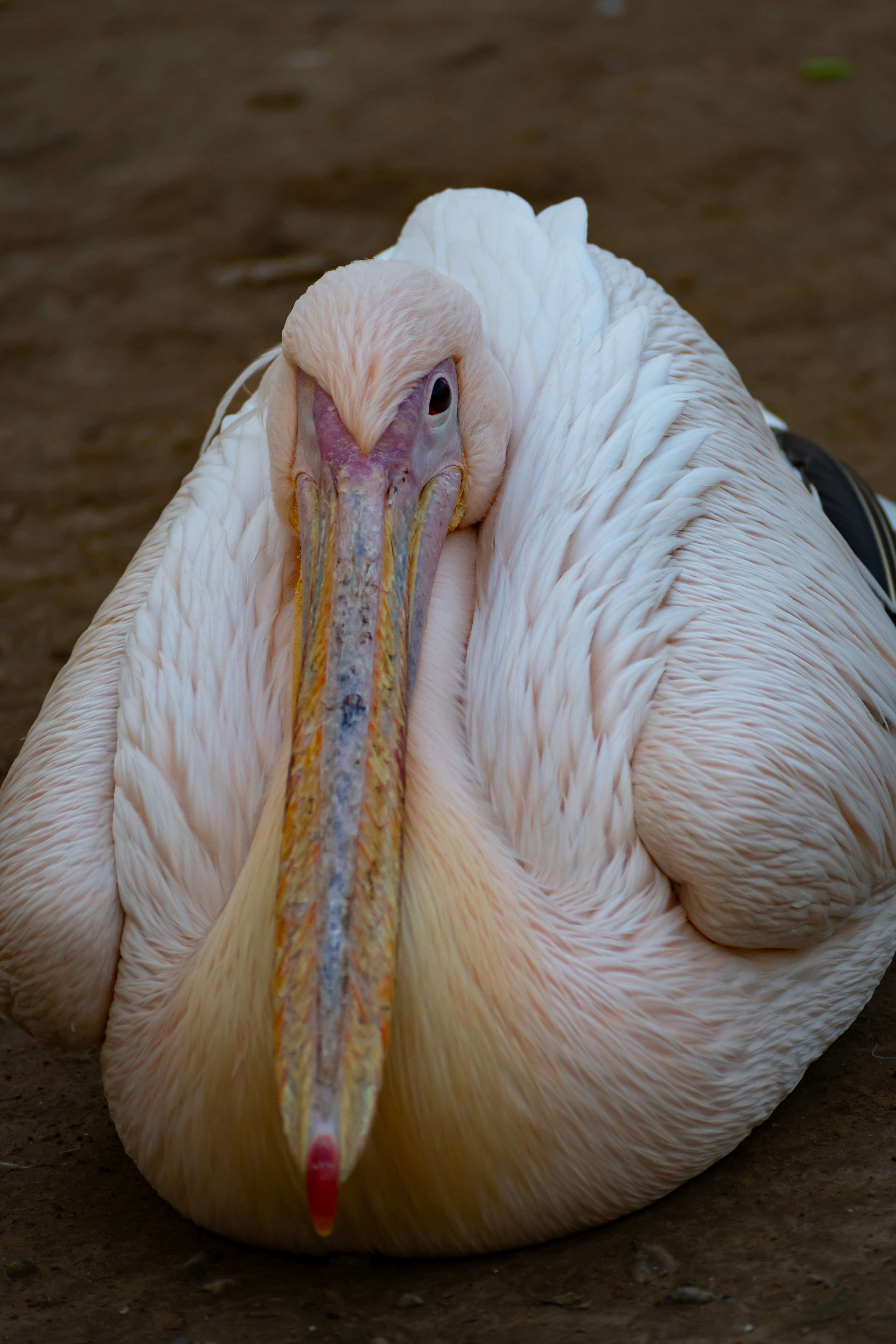 A pelican is sitting on the ground with its eyes closed