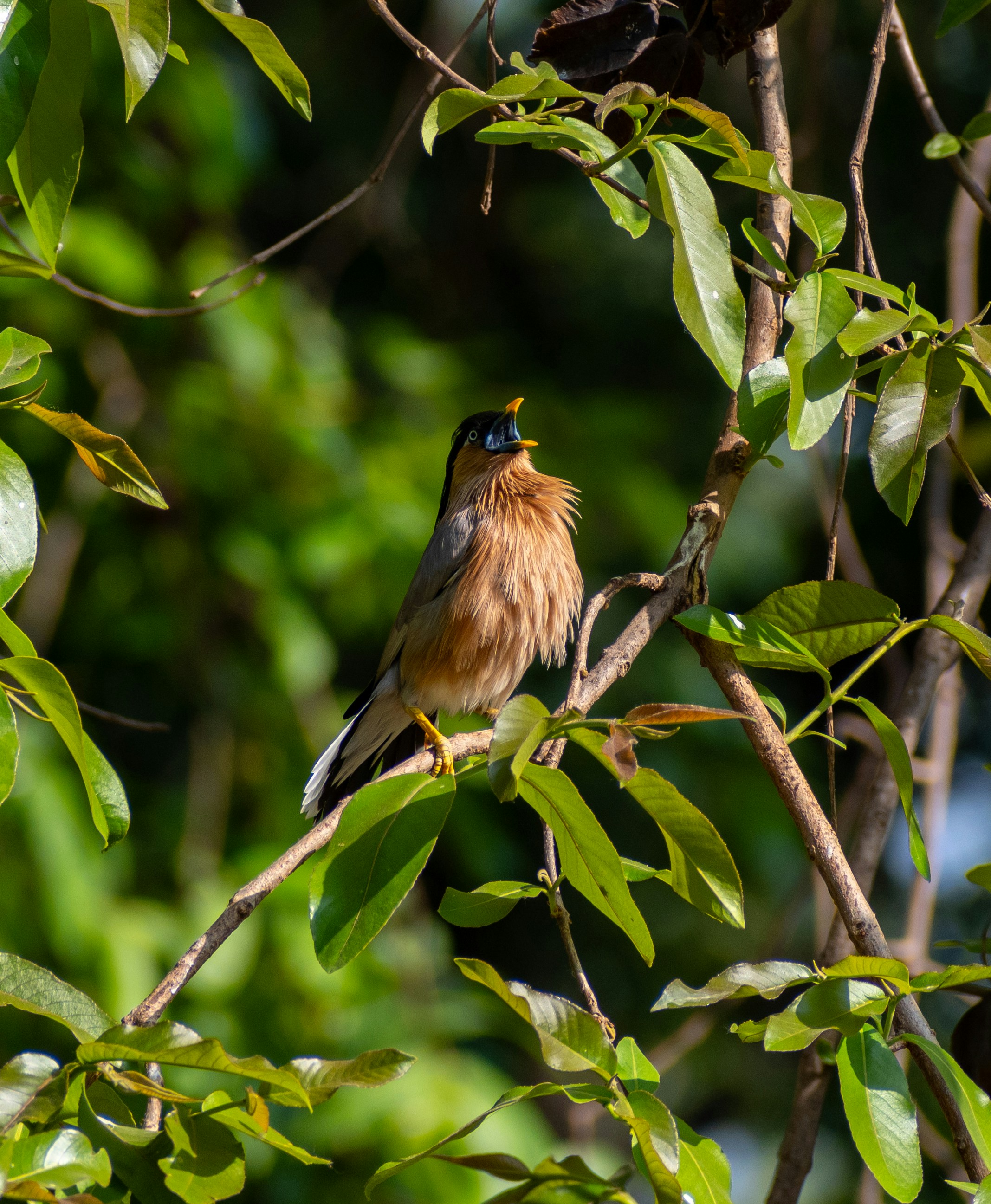 Photo by maheerakulsoom