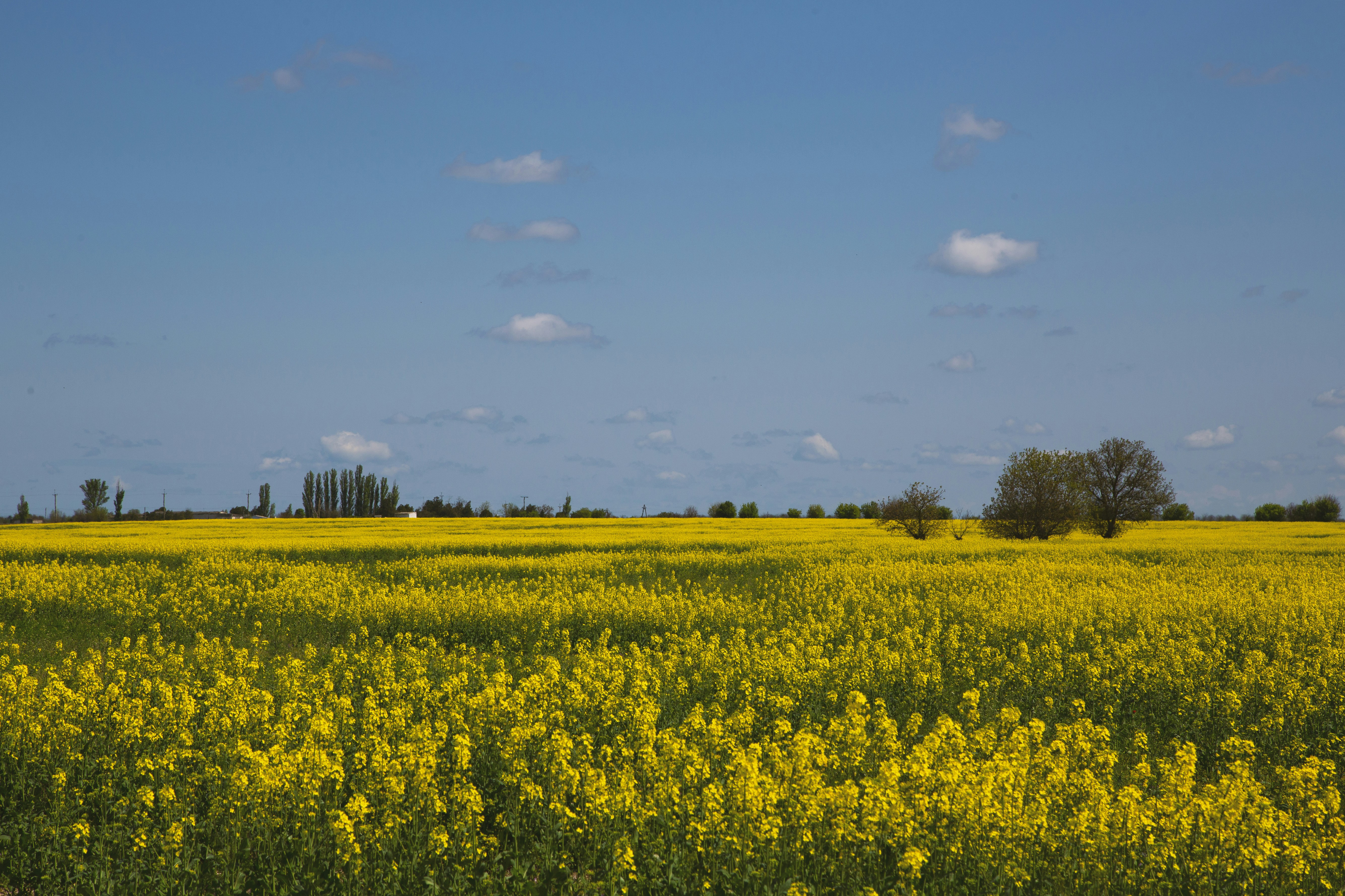 A field full of yellow flowers under a blue sky