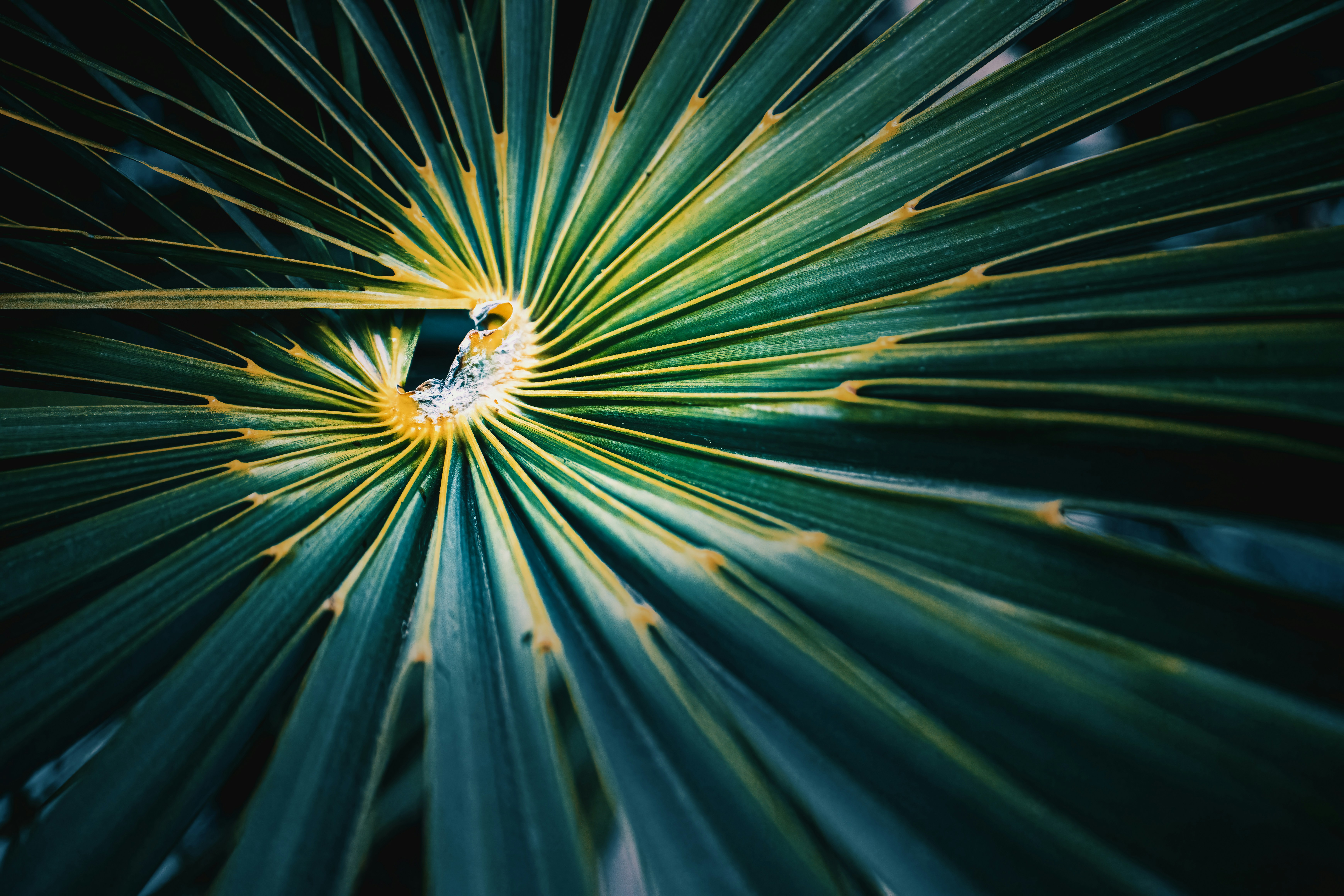 Photo by pedroj_conesa