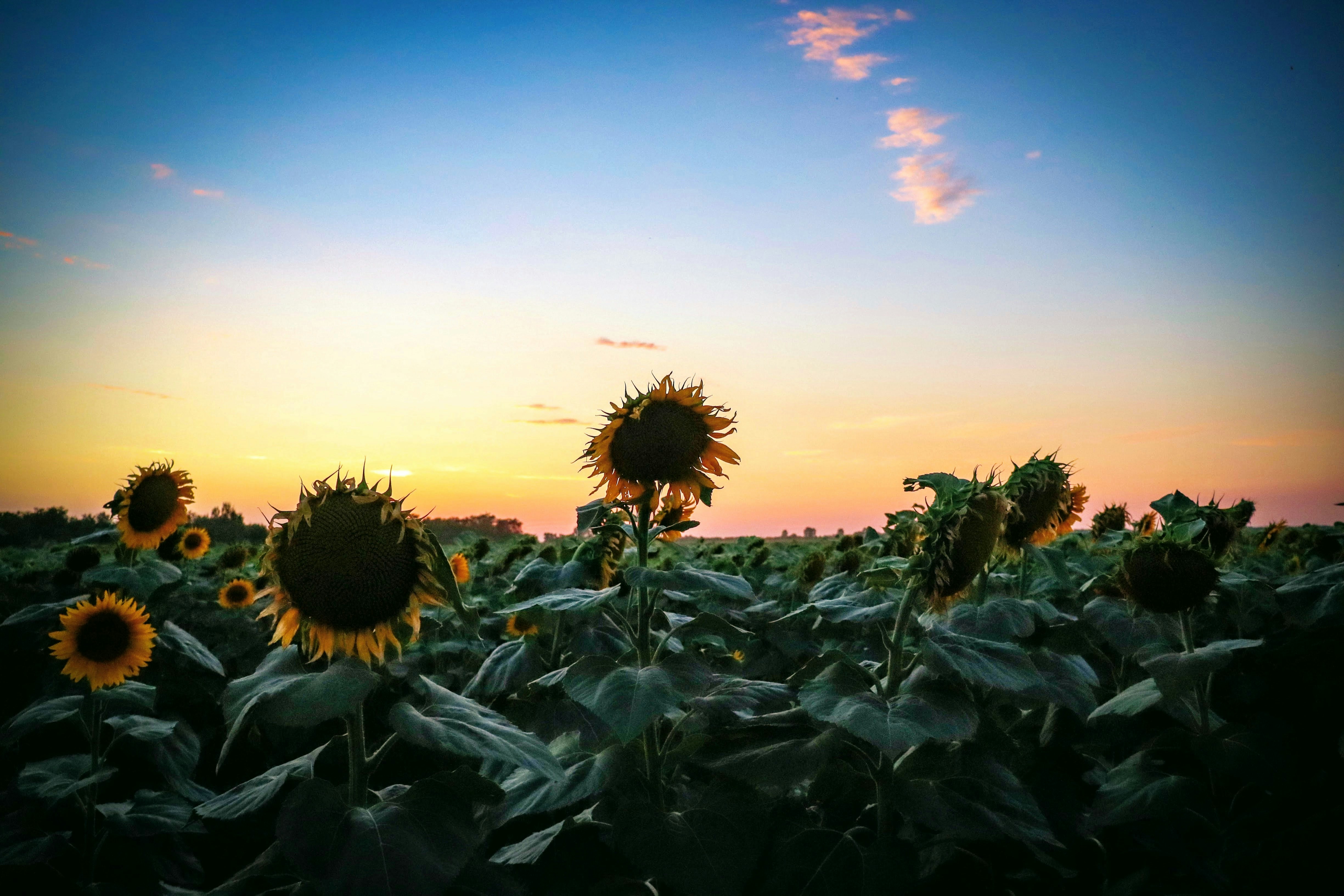 Photo by narantsvirag