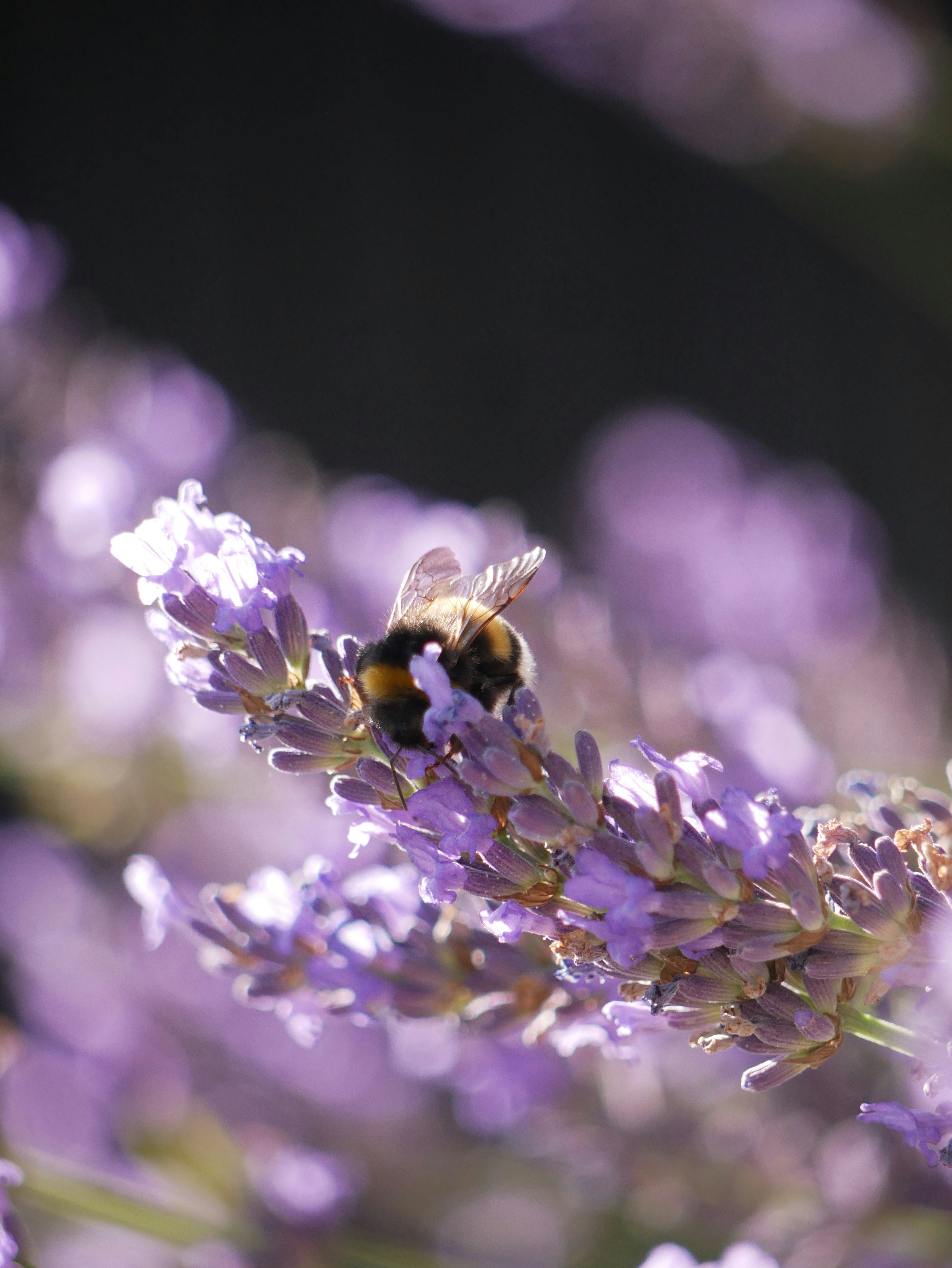 Photo by johanse_photos