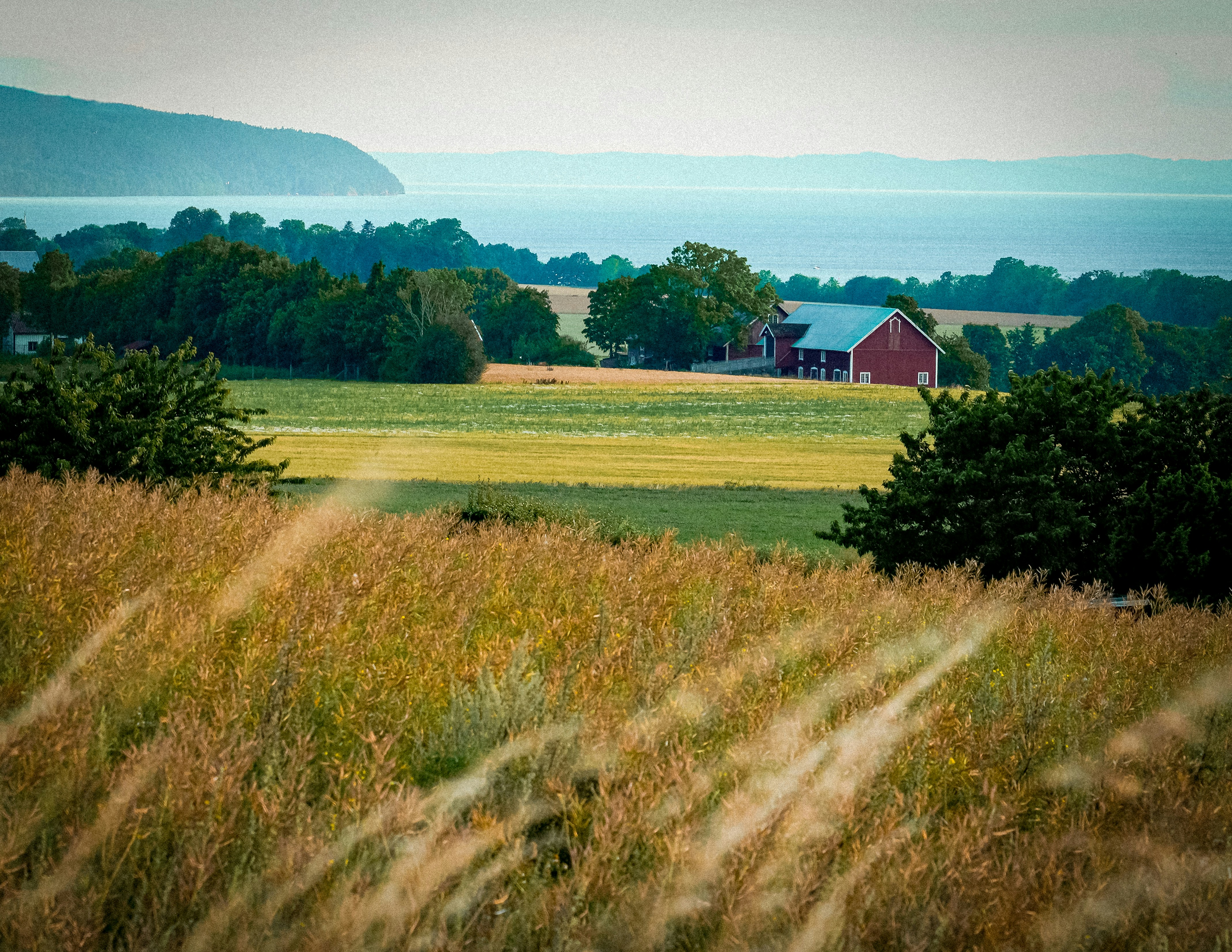 landscape with view of wheat, a house, trees, and the ocean