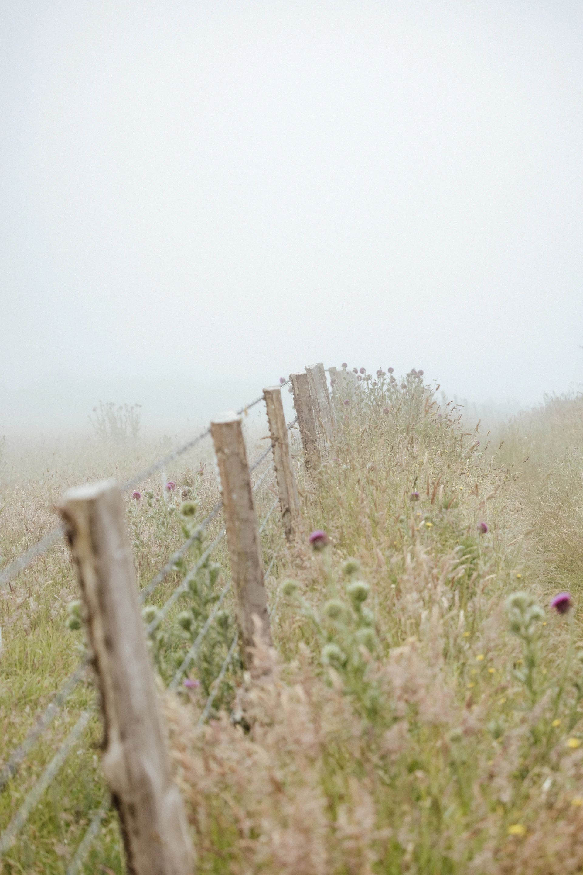 Mistig veld met bloemen — rust en natuur