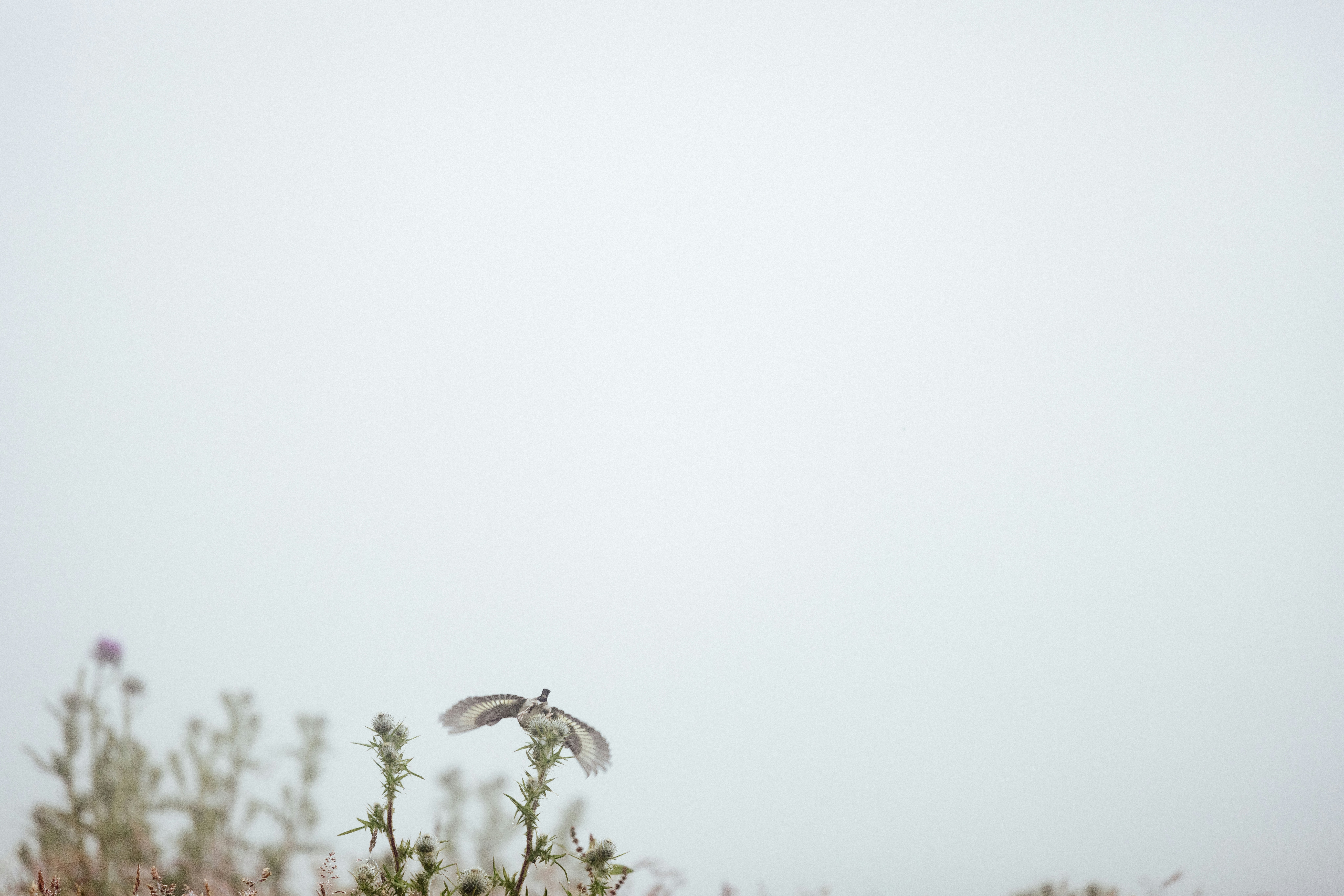 Photo by anniespratt