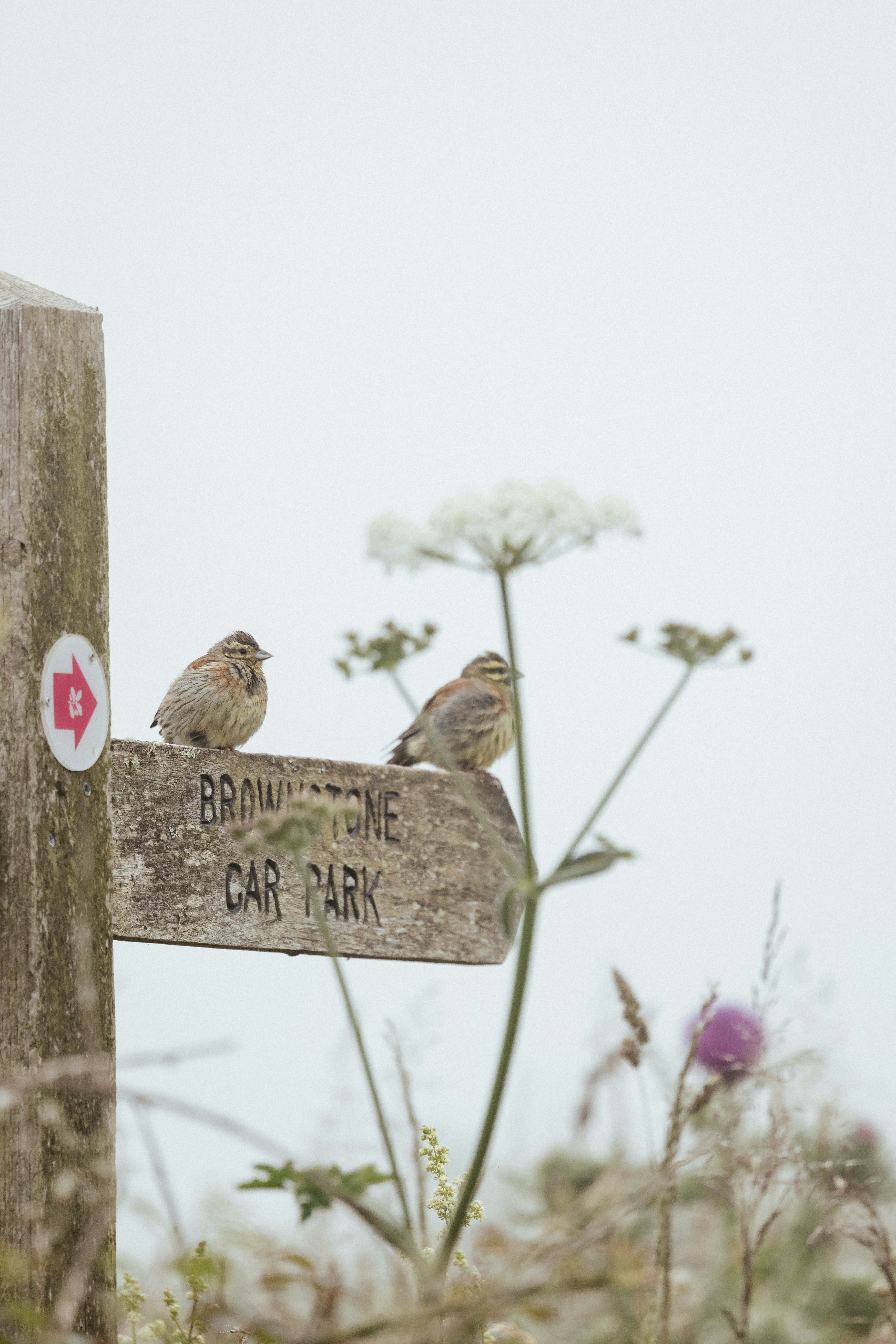 A couple of birds sitting on top of a wooden sign photo – Free Birds ...