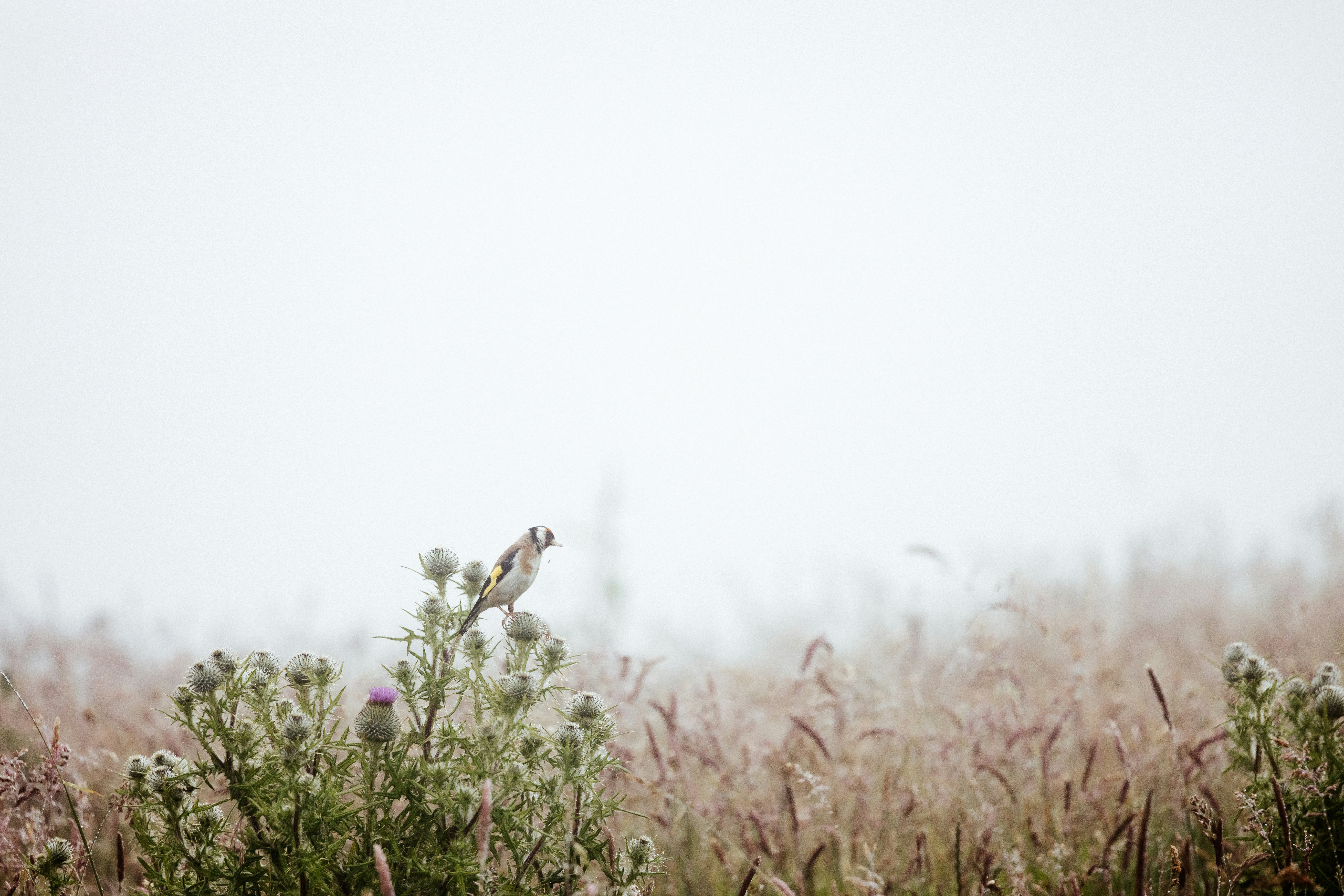 Photo by anniespratt