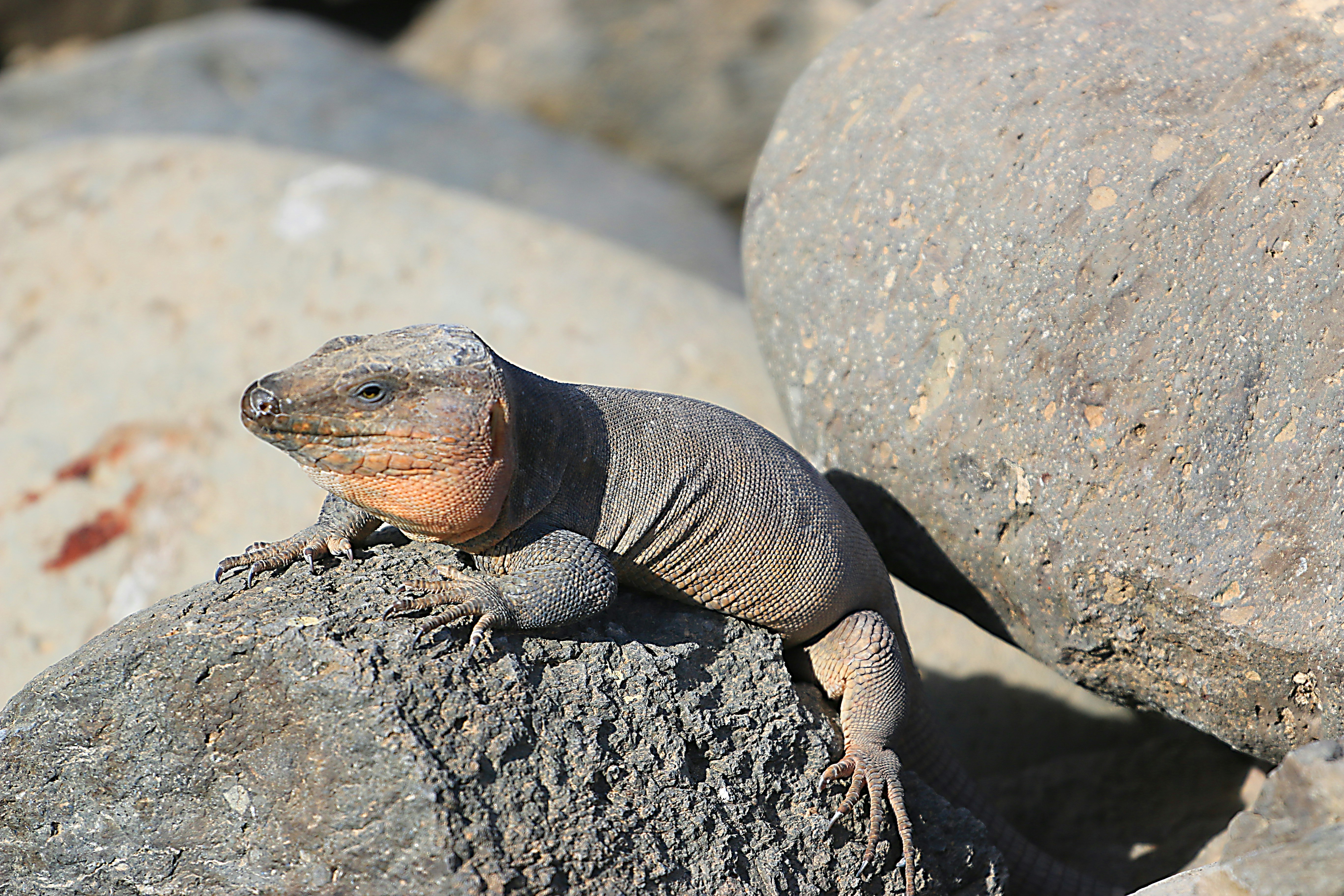 A small lizard is sitting on a rock