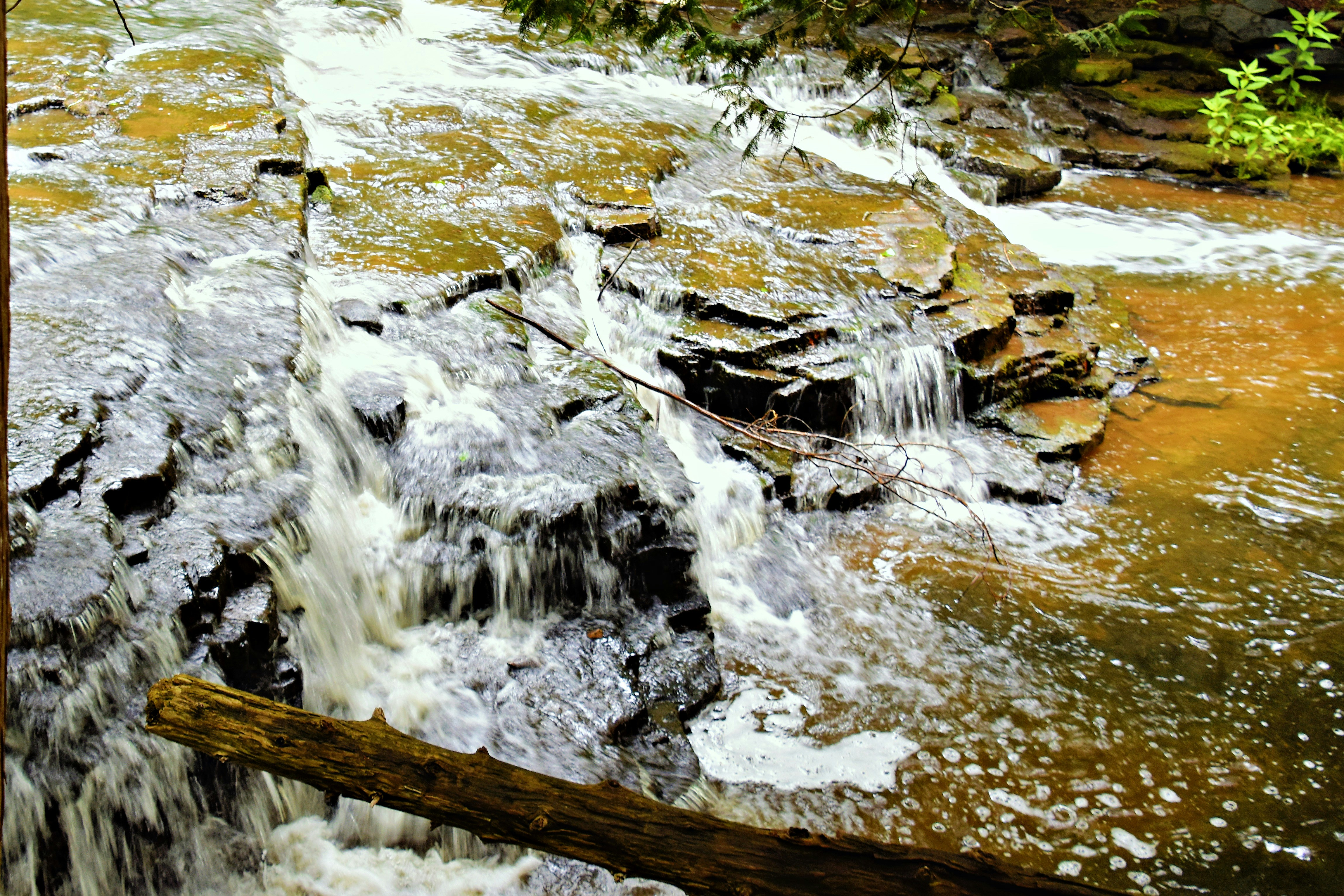 Un ruisseau d'eau coulant à travers une forêt verdoyante photo – Image  gratuite de Terre sur Unsplash, image size:3000x2000
