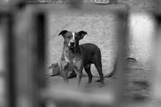 A black and white photo of a dog in a cage