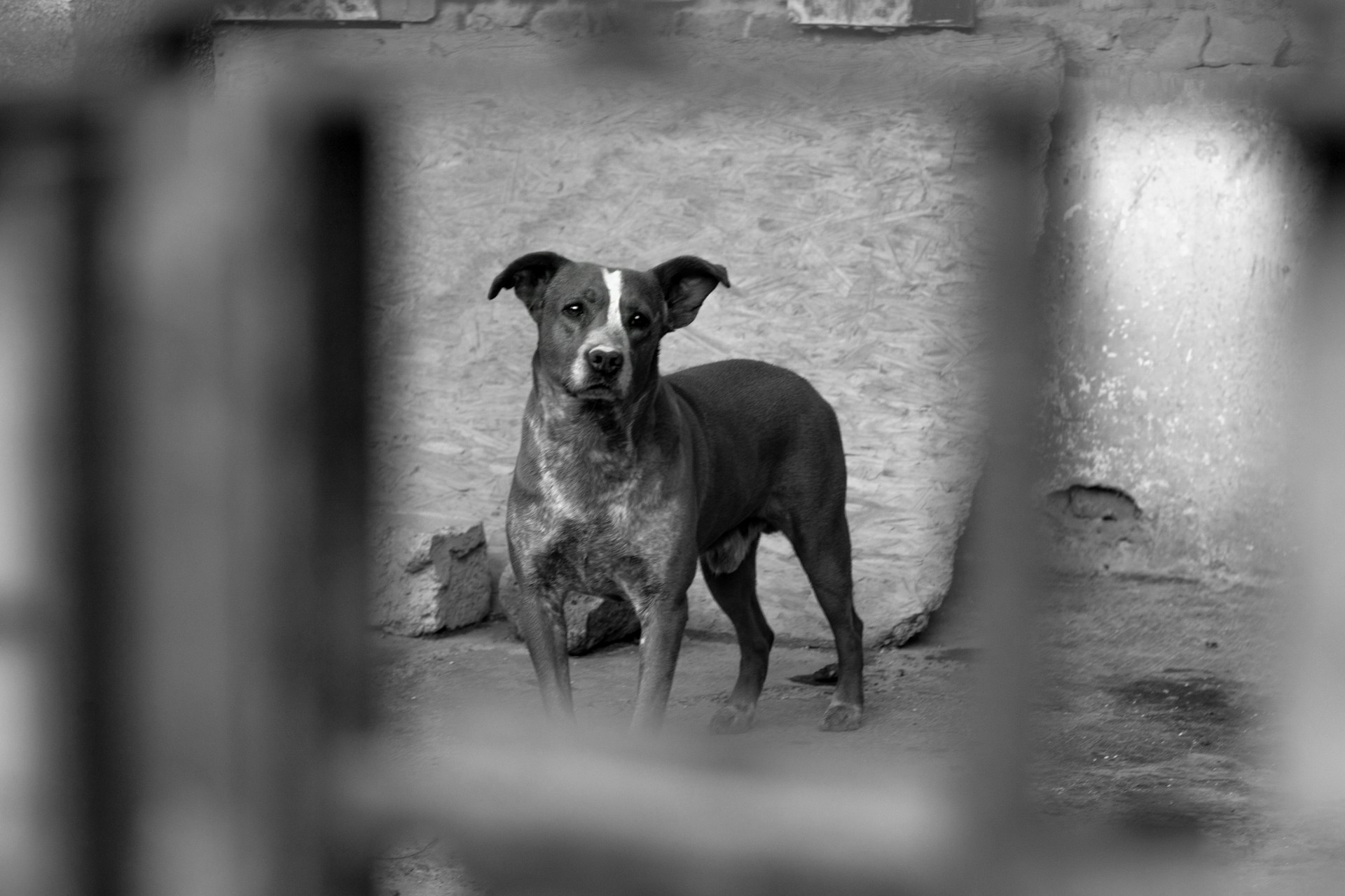 A black and white photo of a dog in a cage