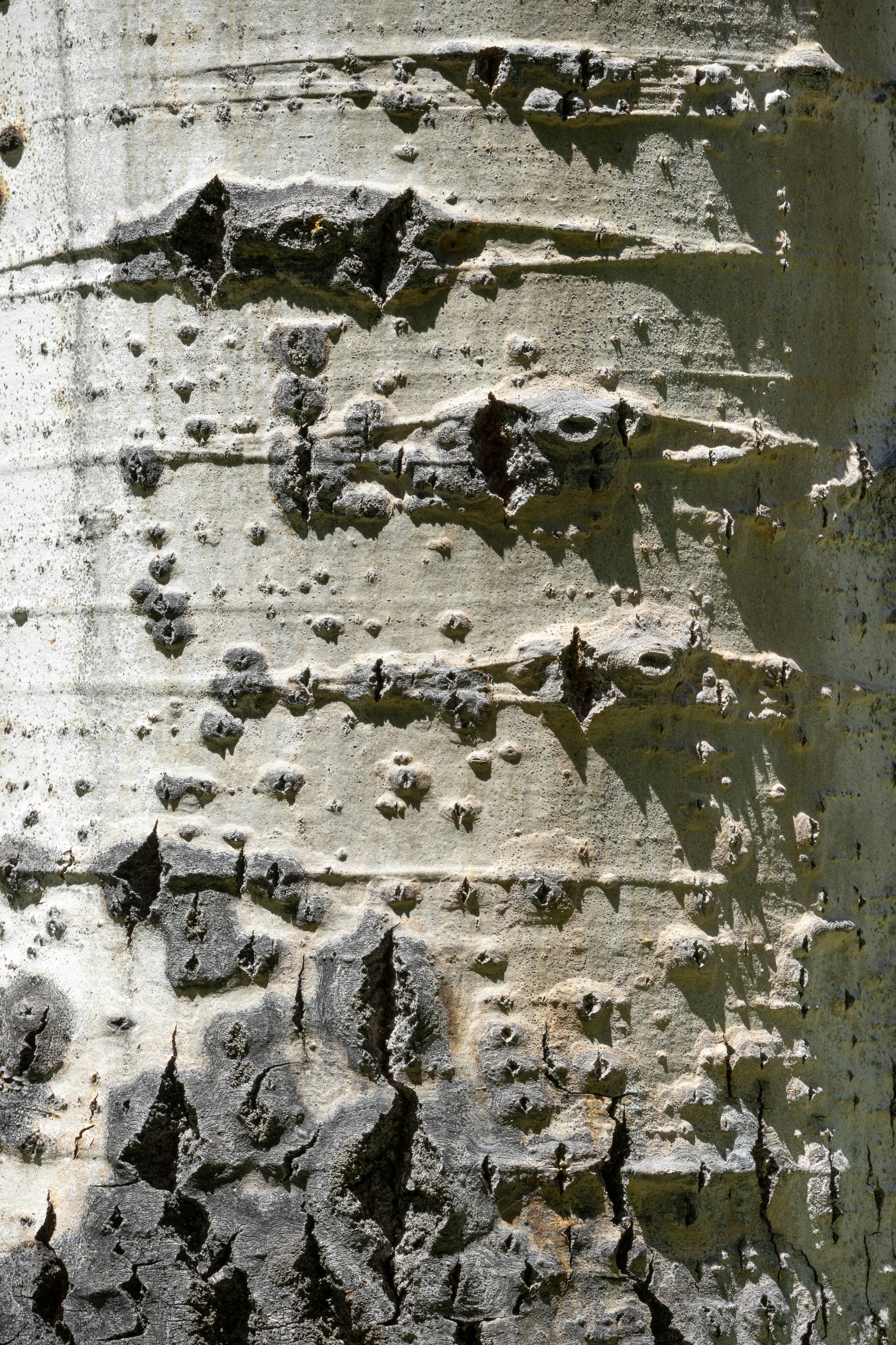 A close up of the bark of a tree