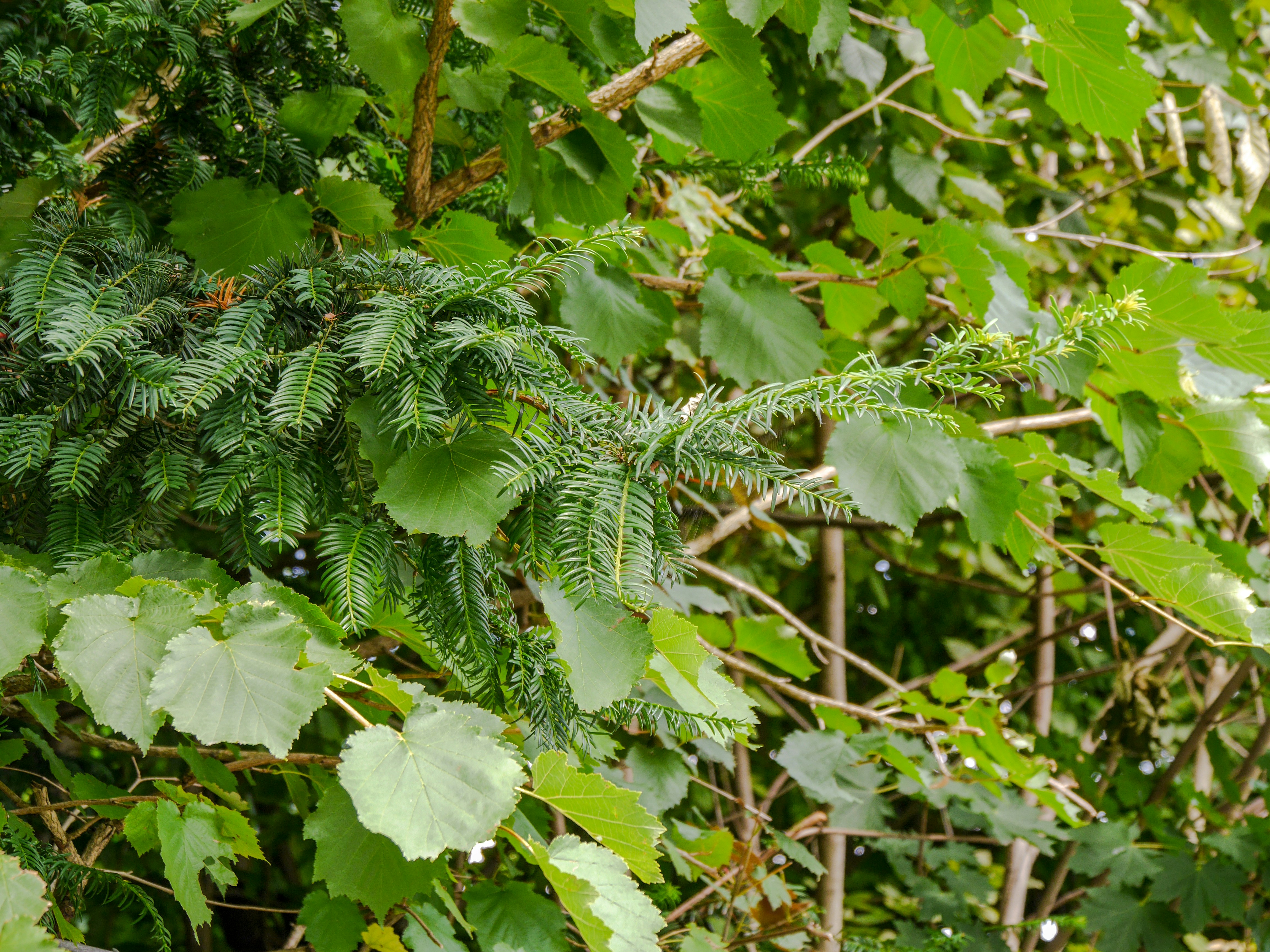 Climate Change's Unlikely Ally (image credits: unsplash)