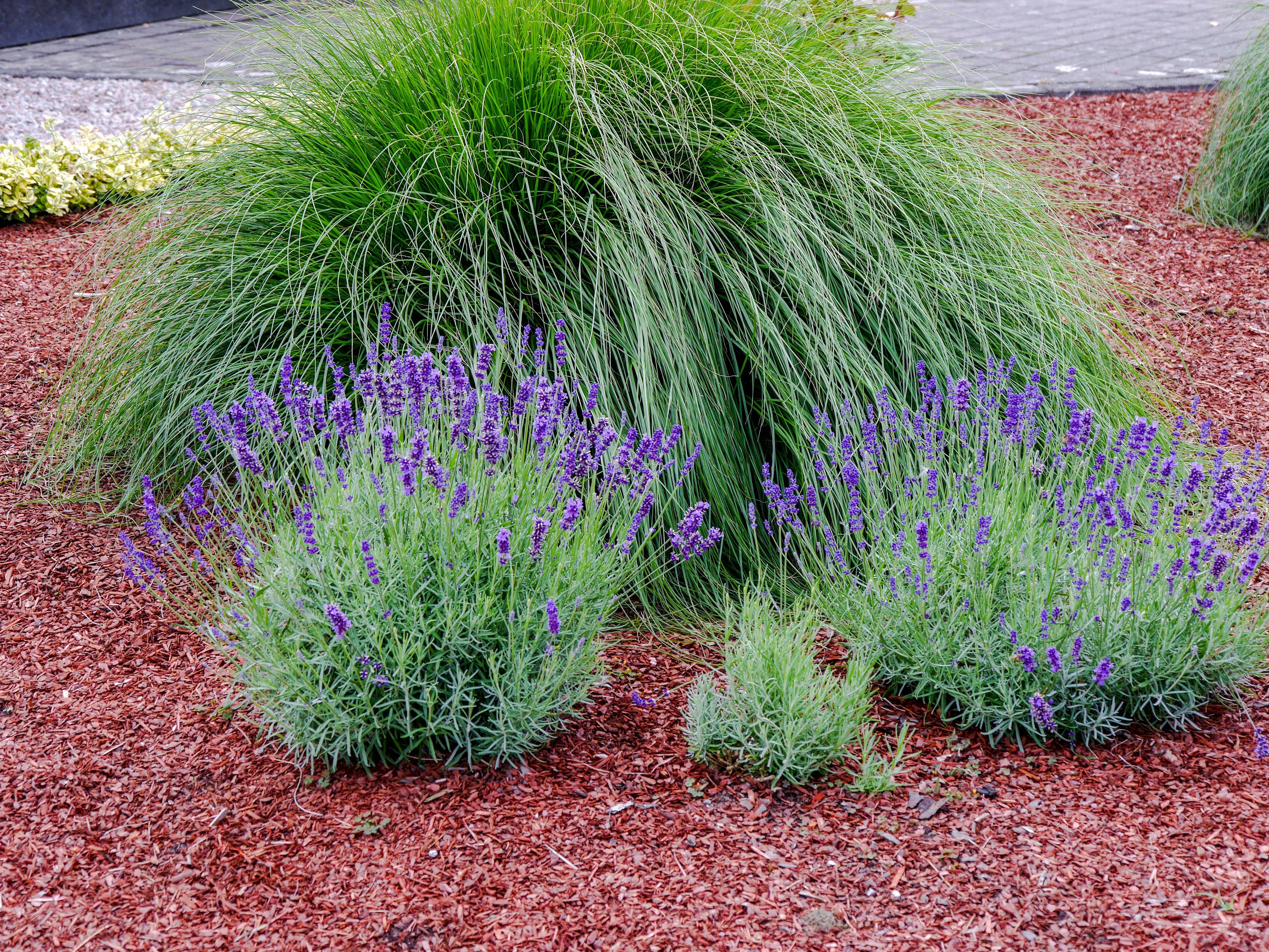 Sweeping perennial border with lavender and ornamental grasses in warm evening light, open garden