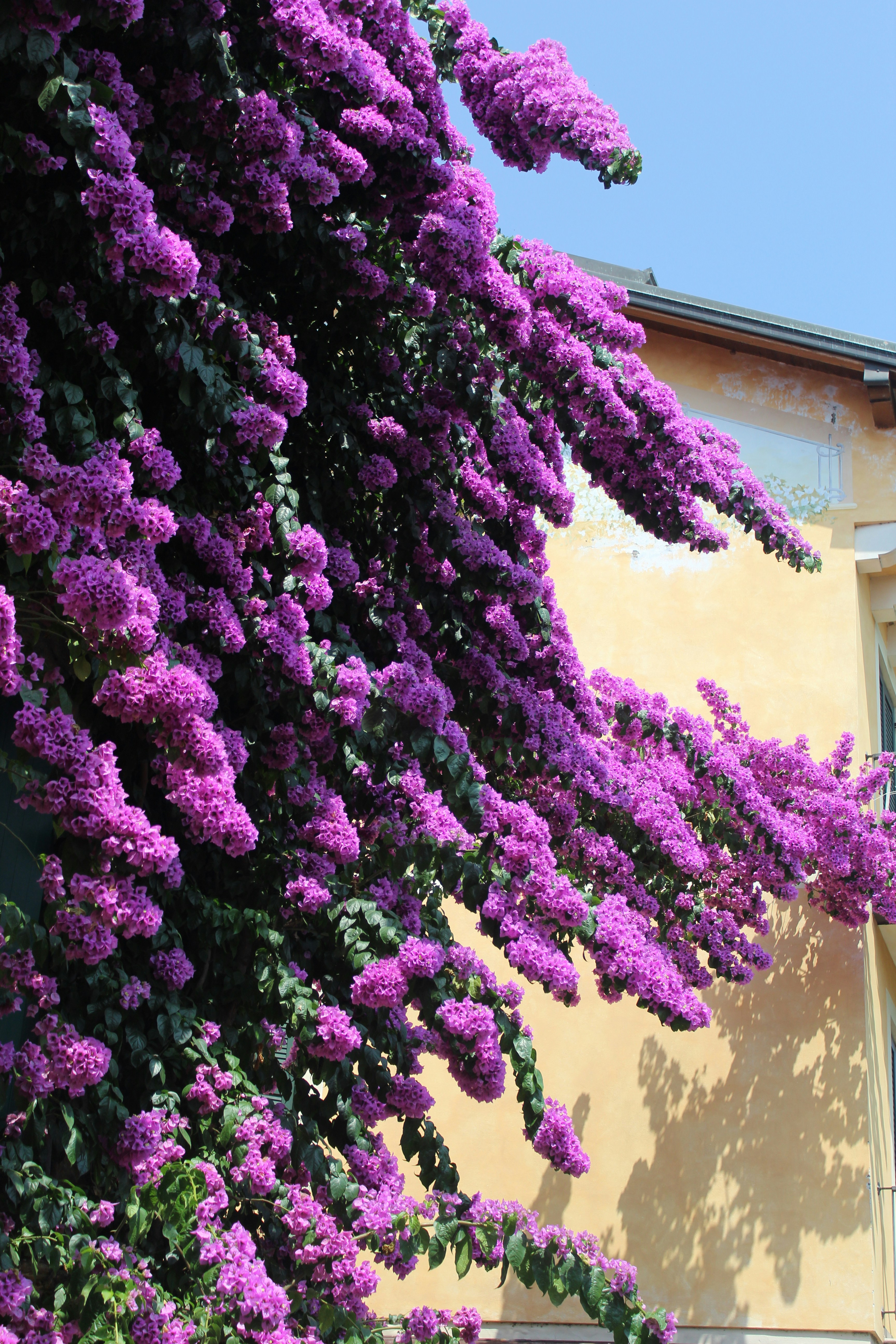 Purple flowers are blooming on the outside of a building