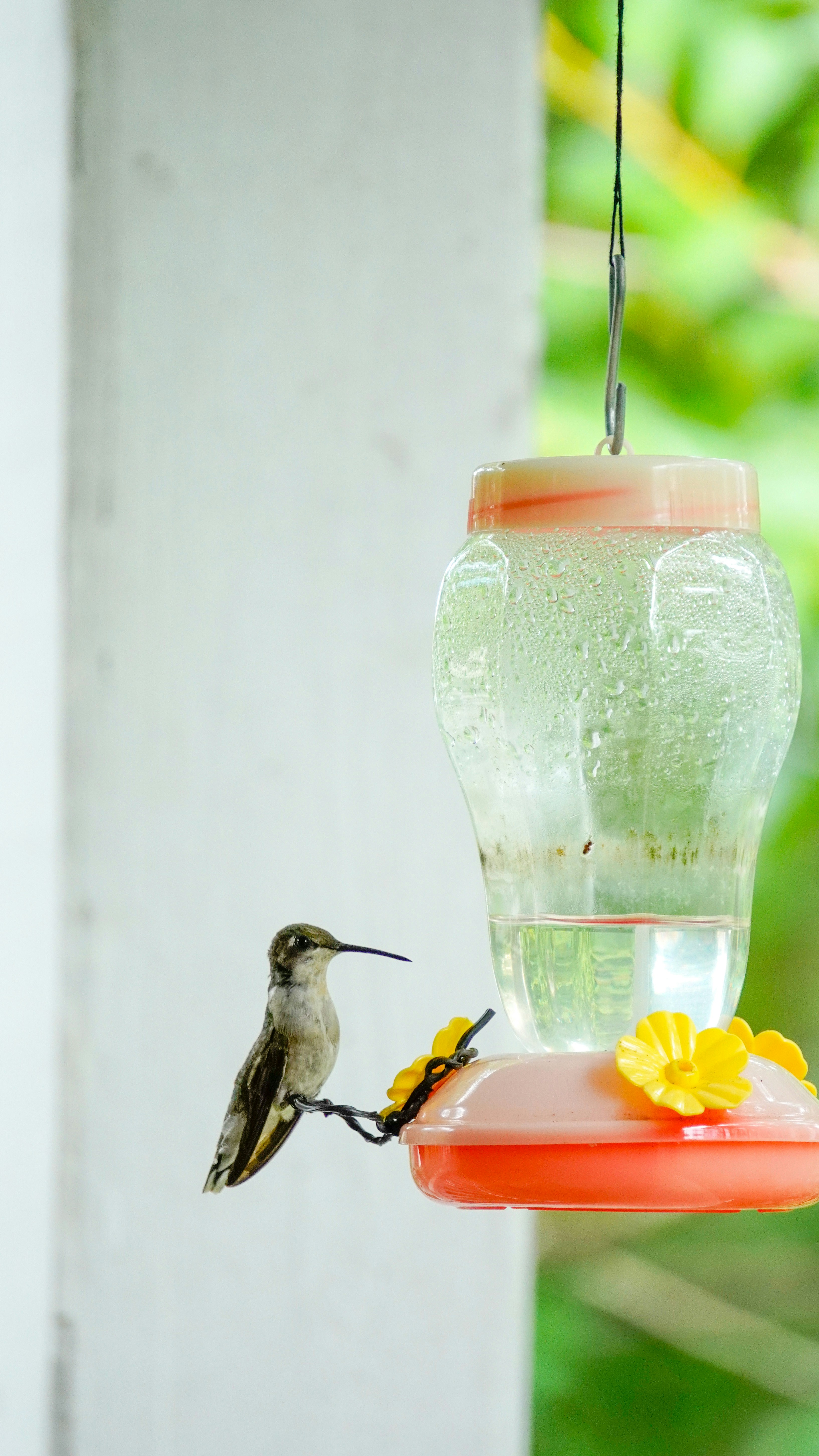 Vinegar and bleach with hummingbird feeder