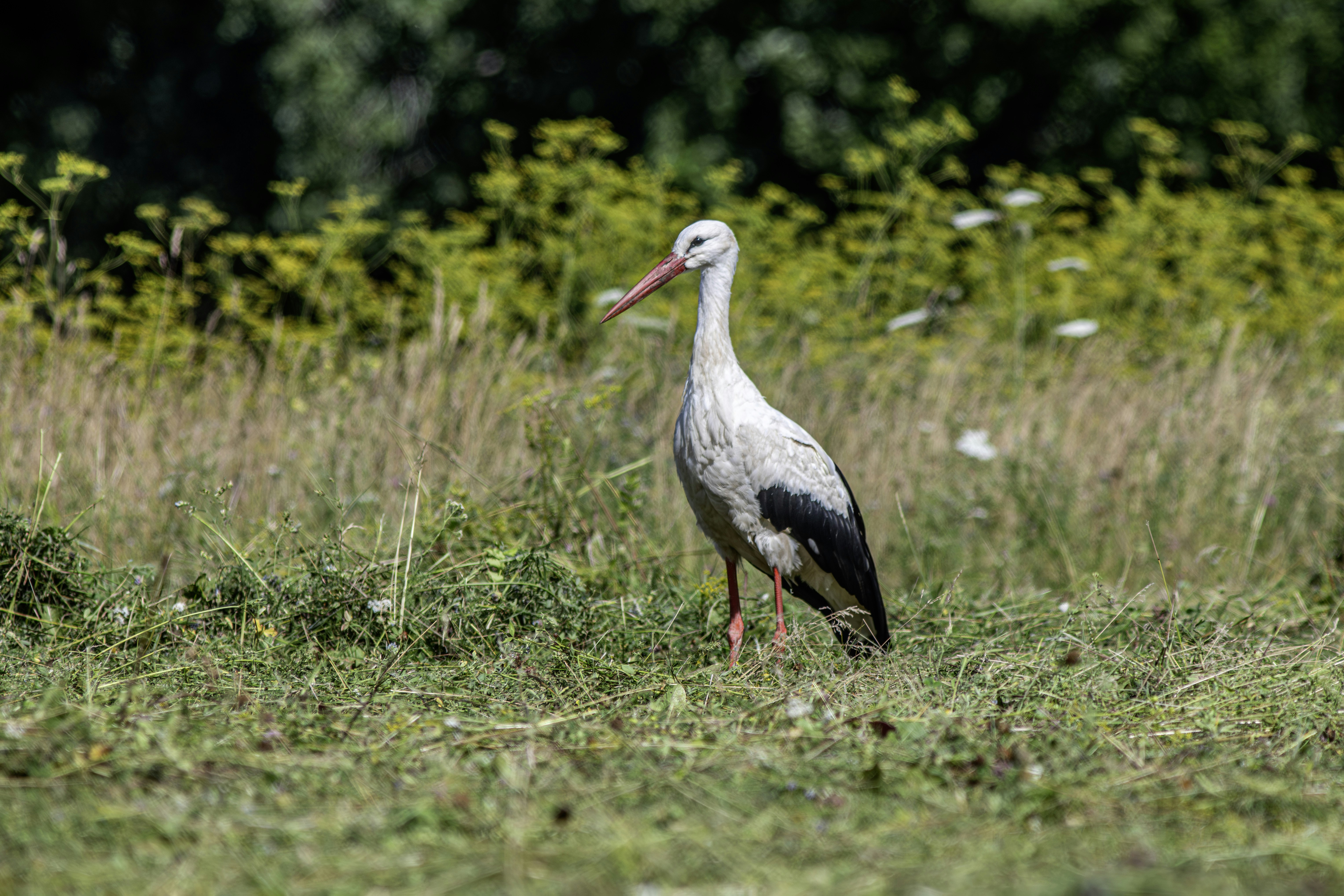 Photo by erik_karits