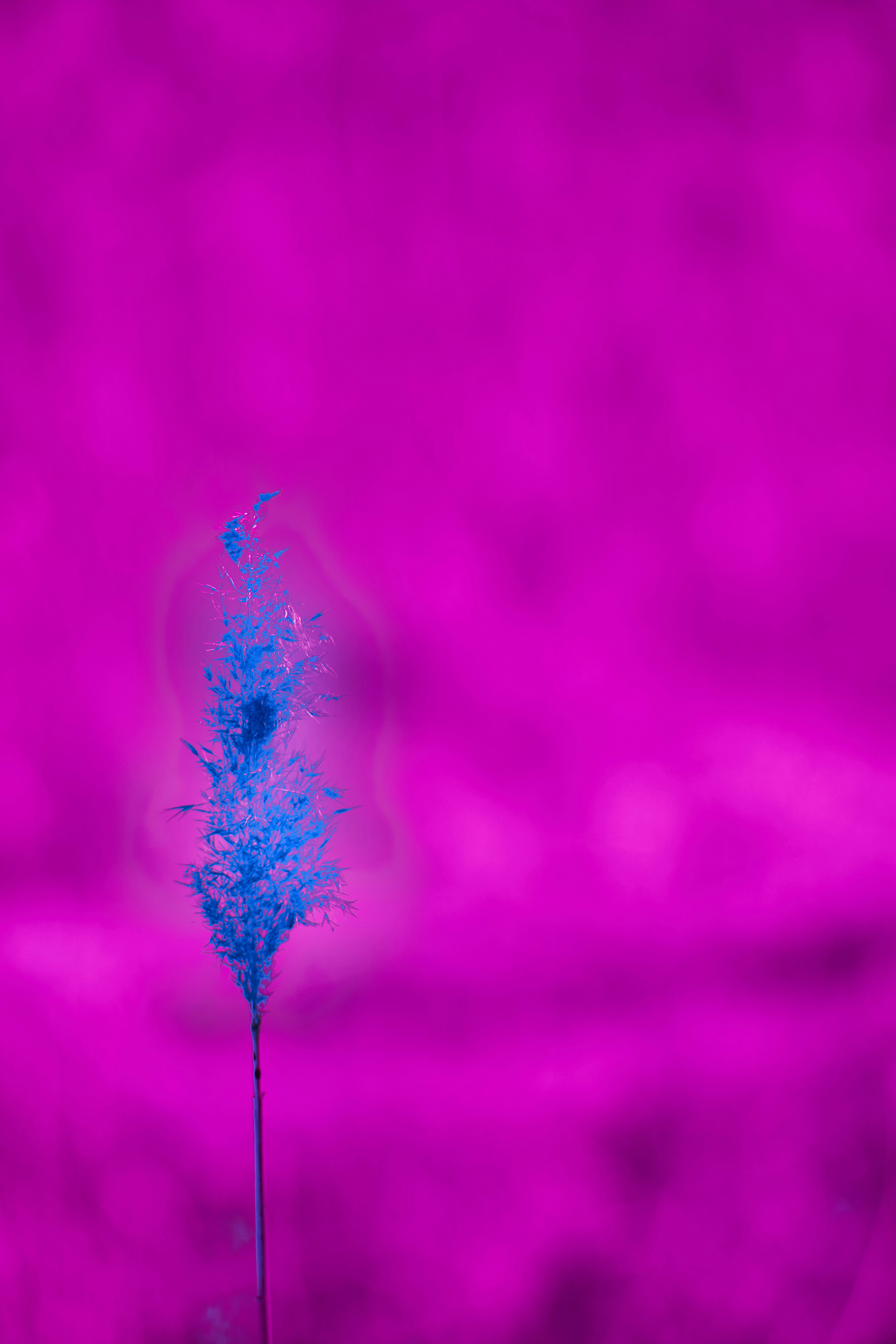 Photo by wolfgang_hasselmann