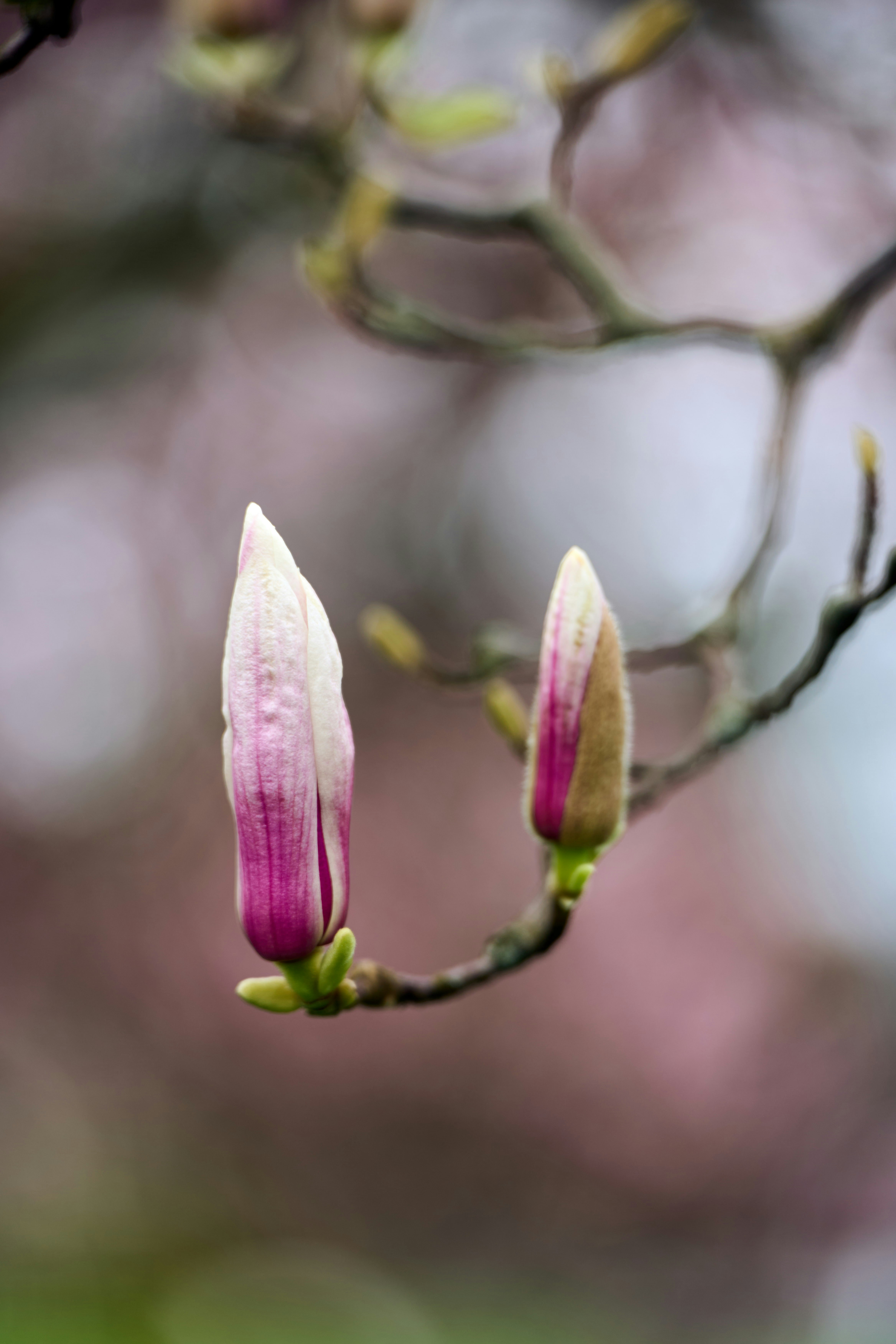 Photo by wolfgang_hasselmann