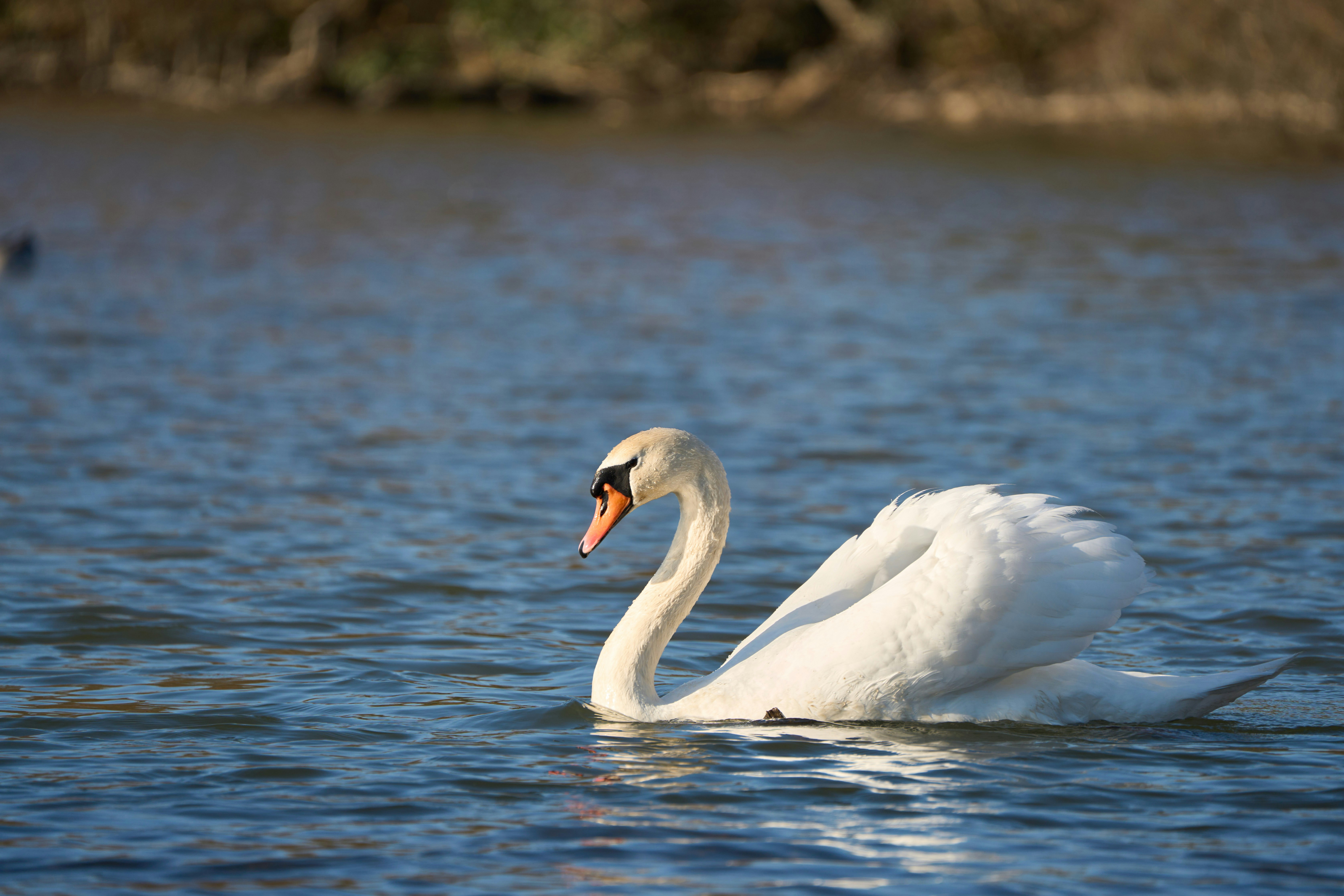 Photo by wolfgang_hasselmann