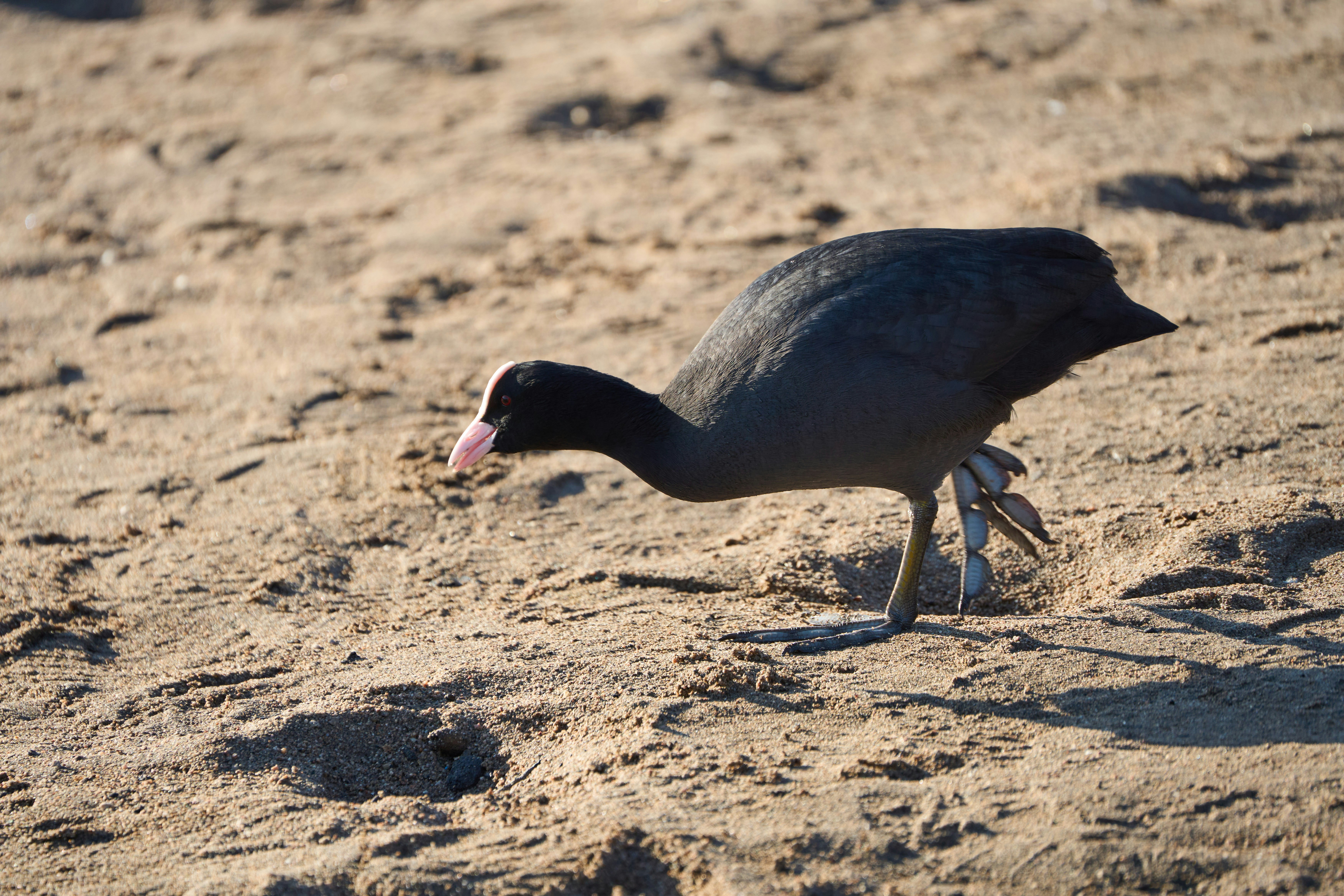 Photo by wolfgang_hasselmann