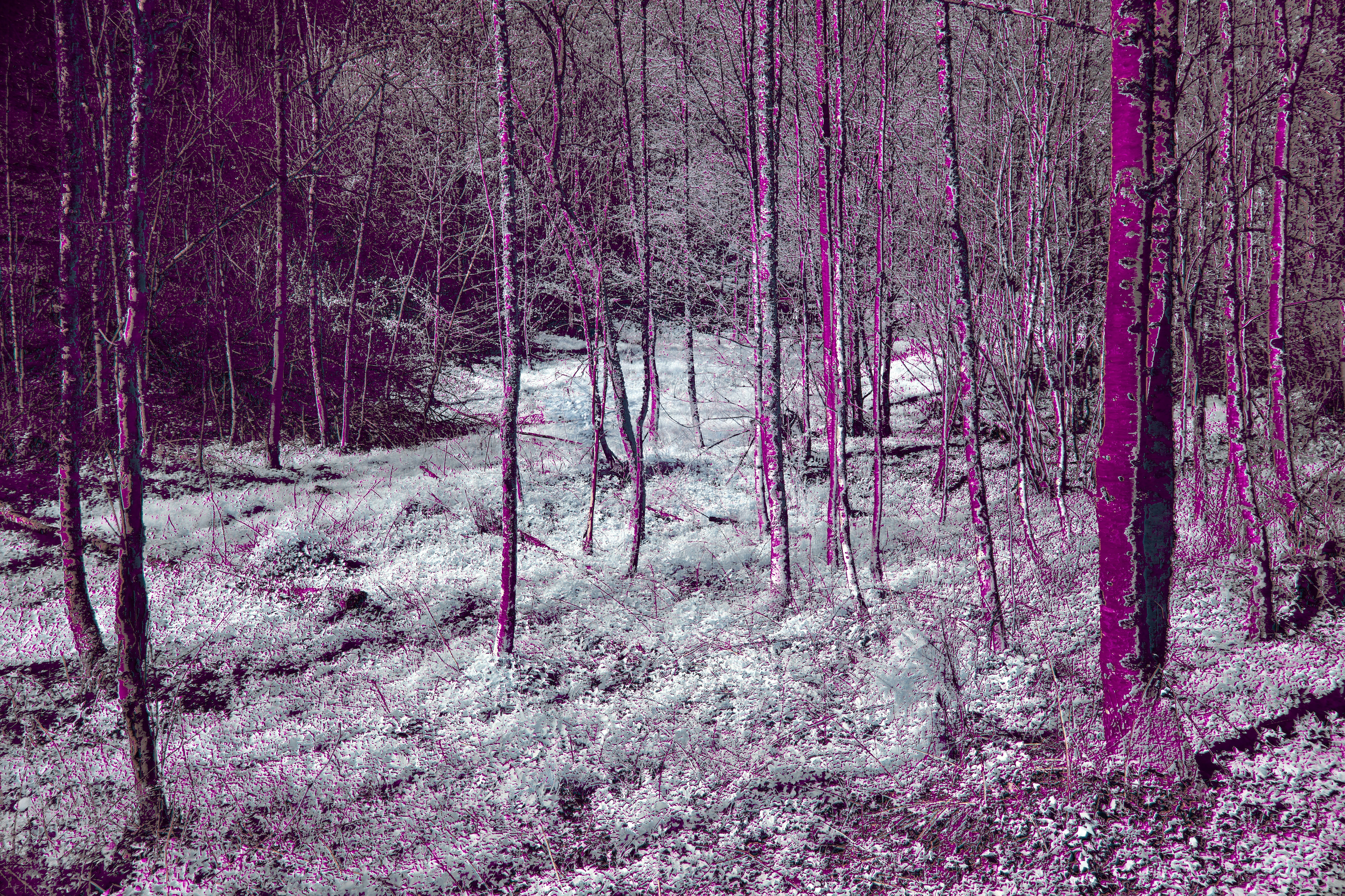 Photo by wolfgang_hasselmann