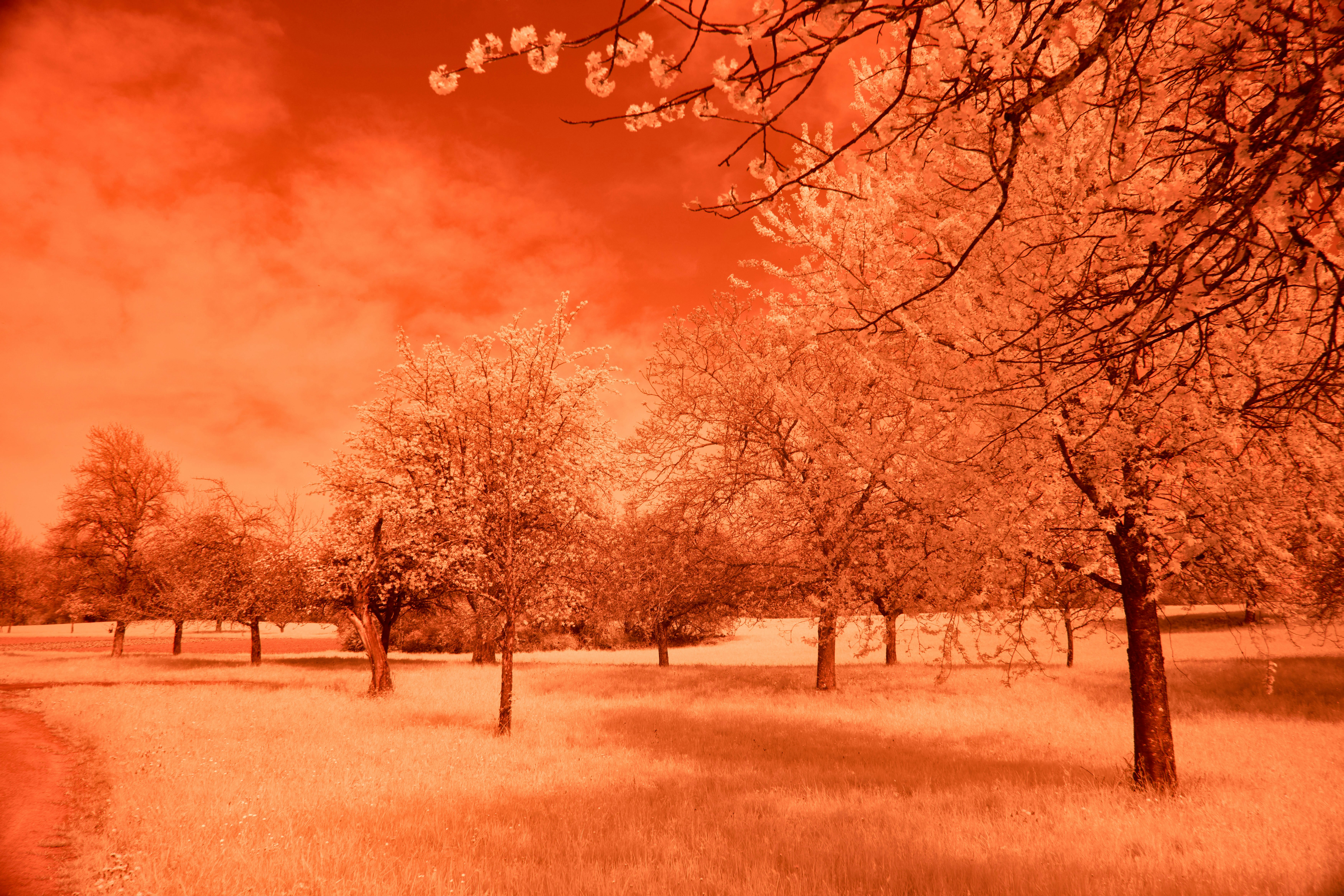 Photo by wolfgang_hasselmann