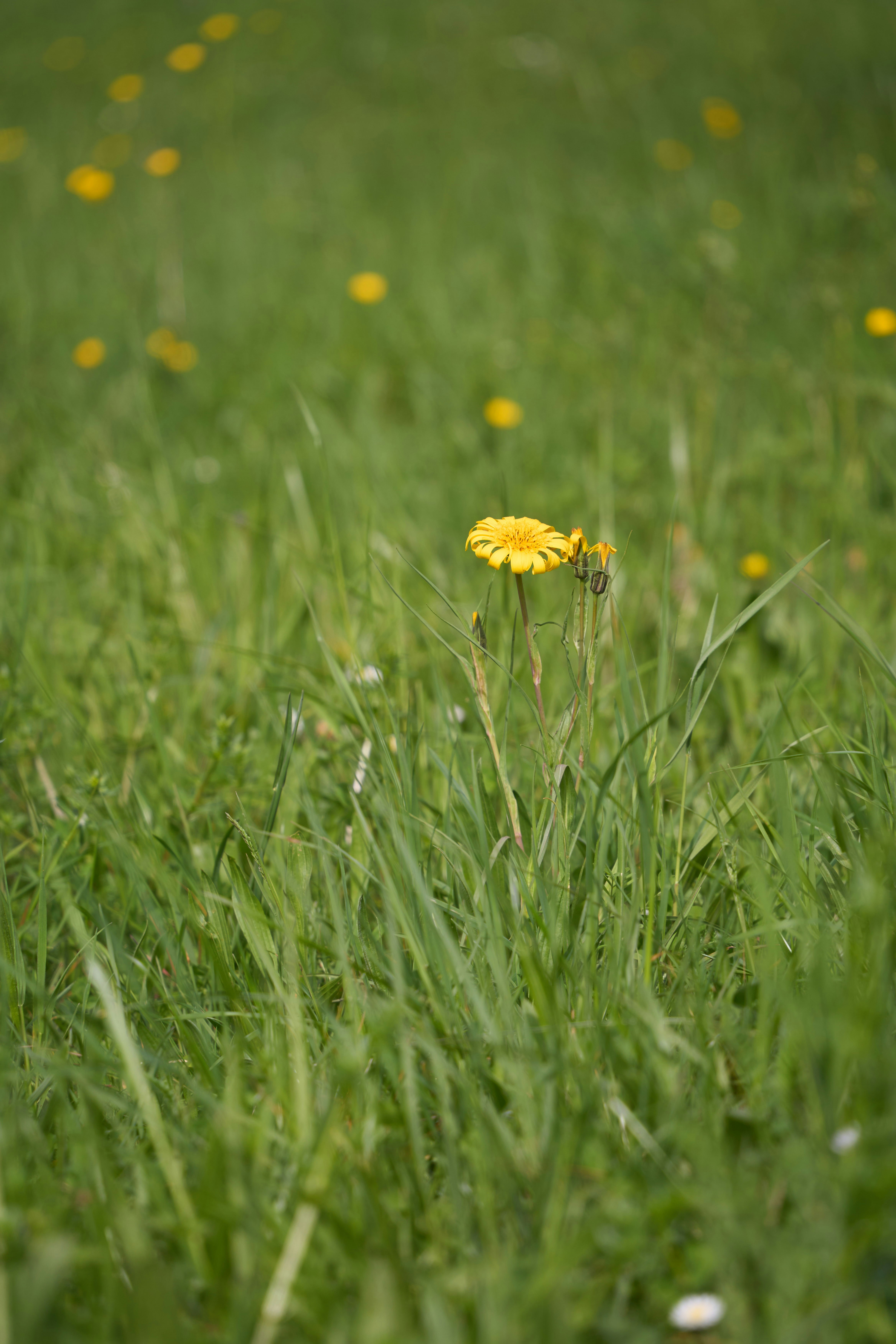 Photo by wolfgang_hasselmann