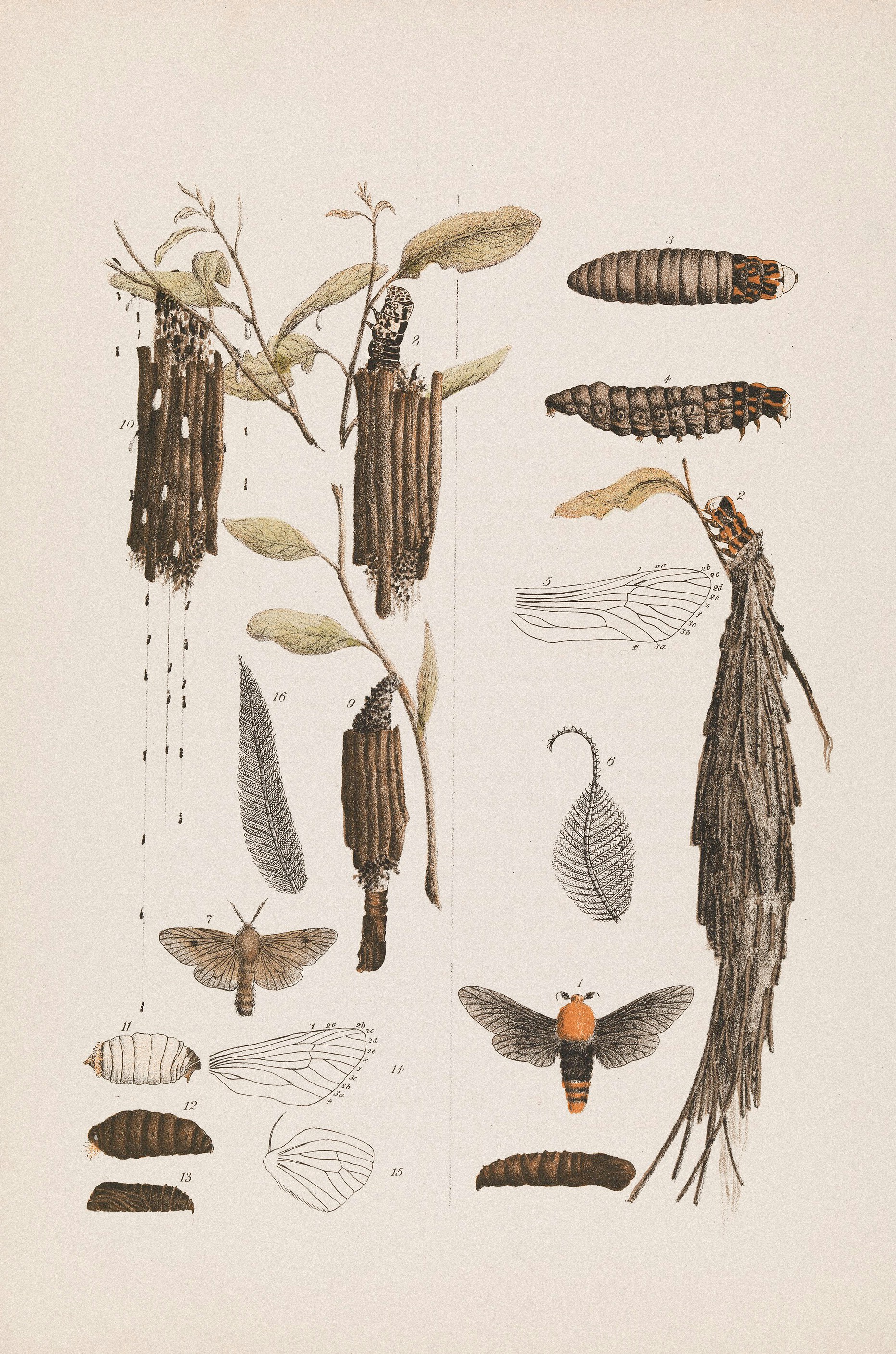 Various stages of a moth and its cases