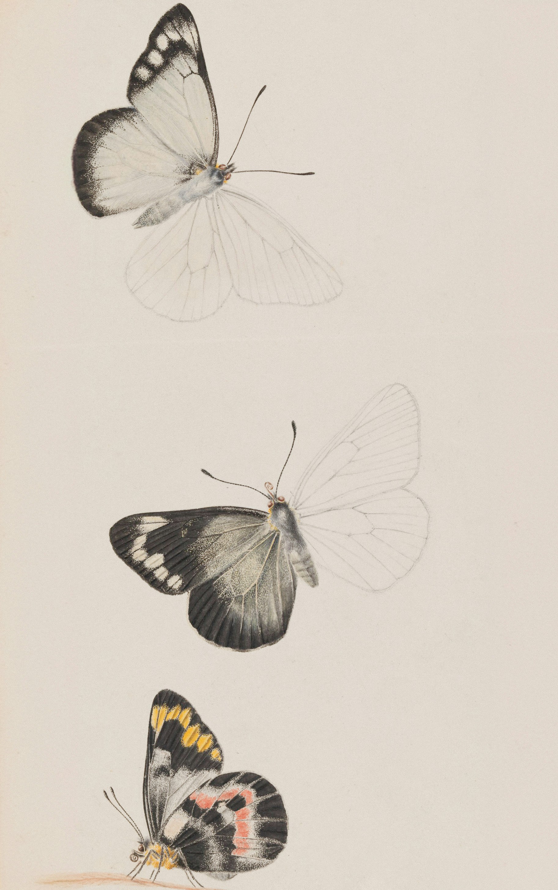 Three butterflies with detailed wings on a light background