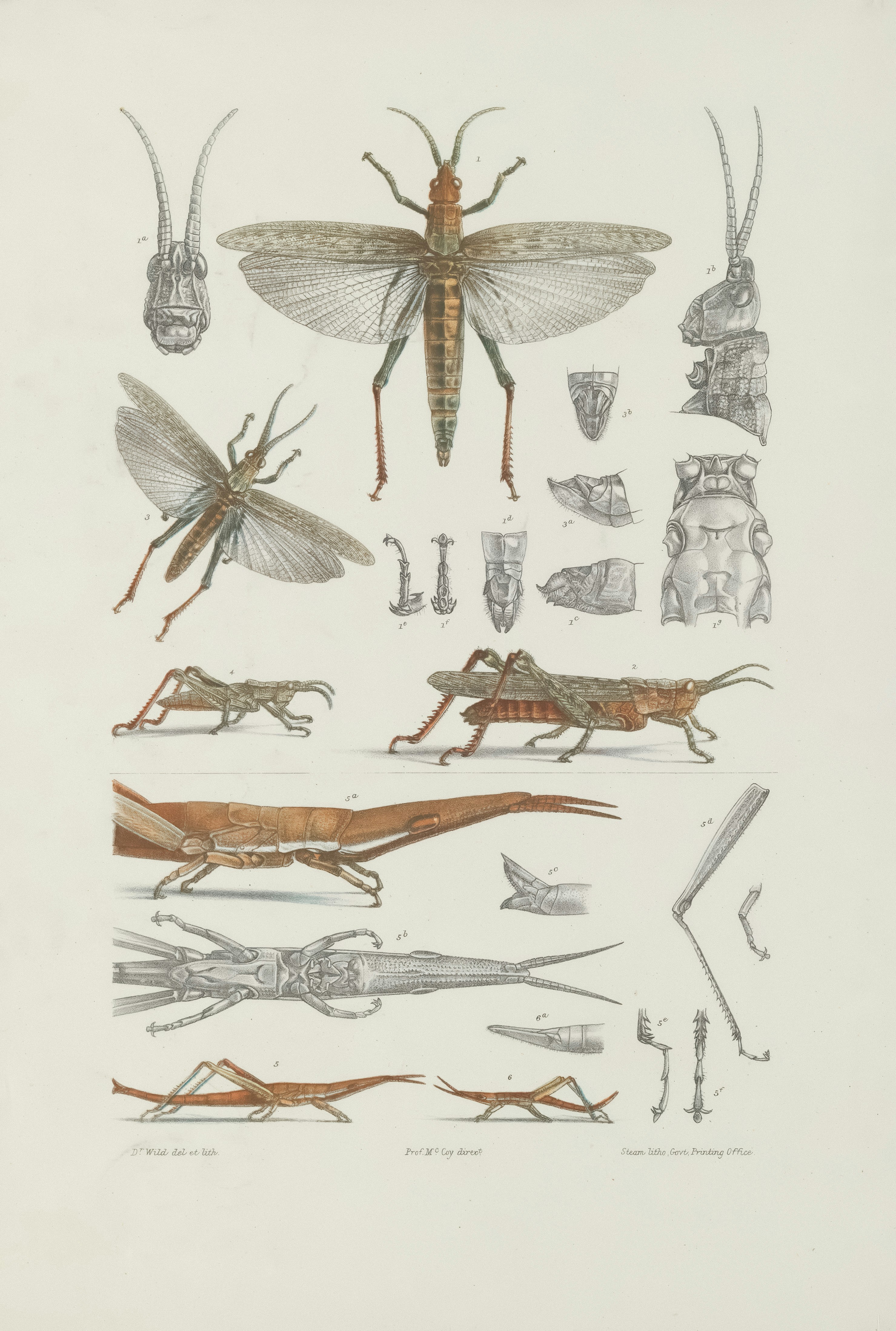 Photo by museumsvictoria