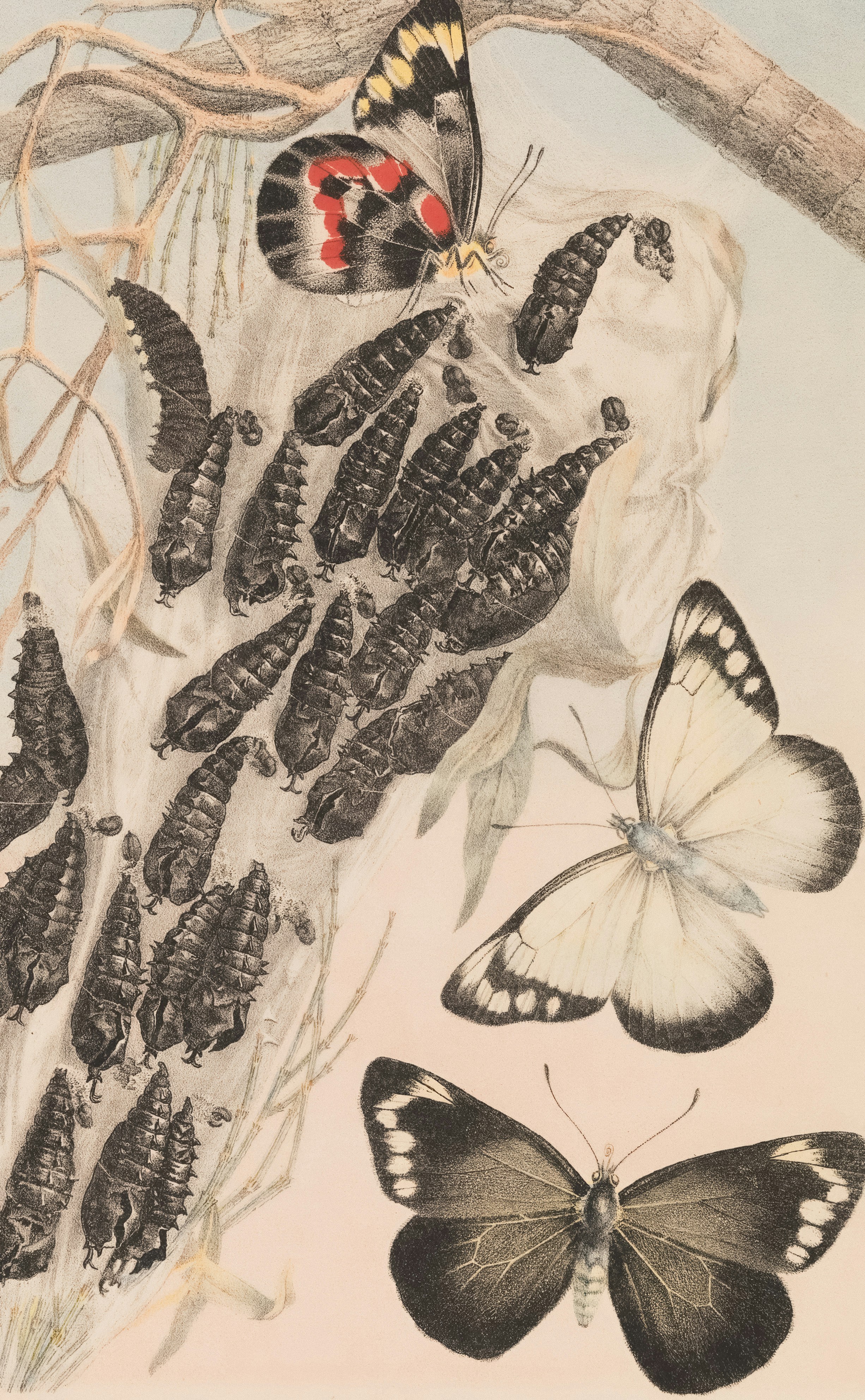 Butterflies and cocoons on a branch