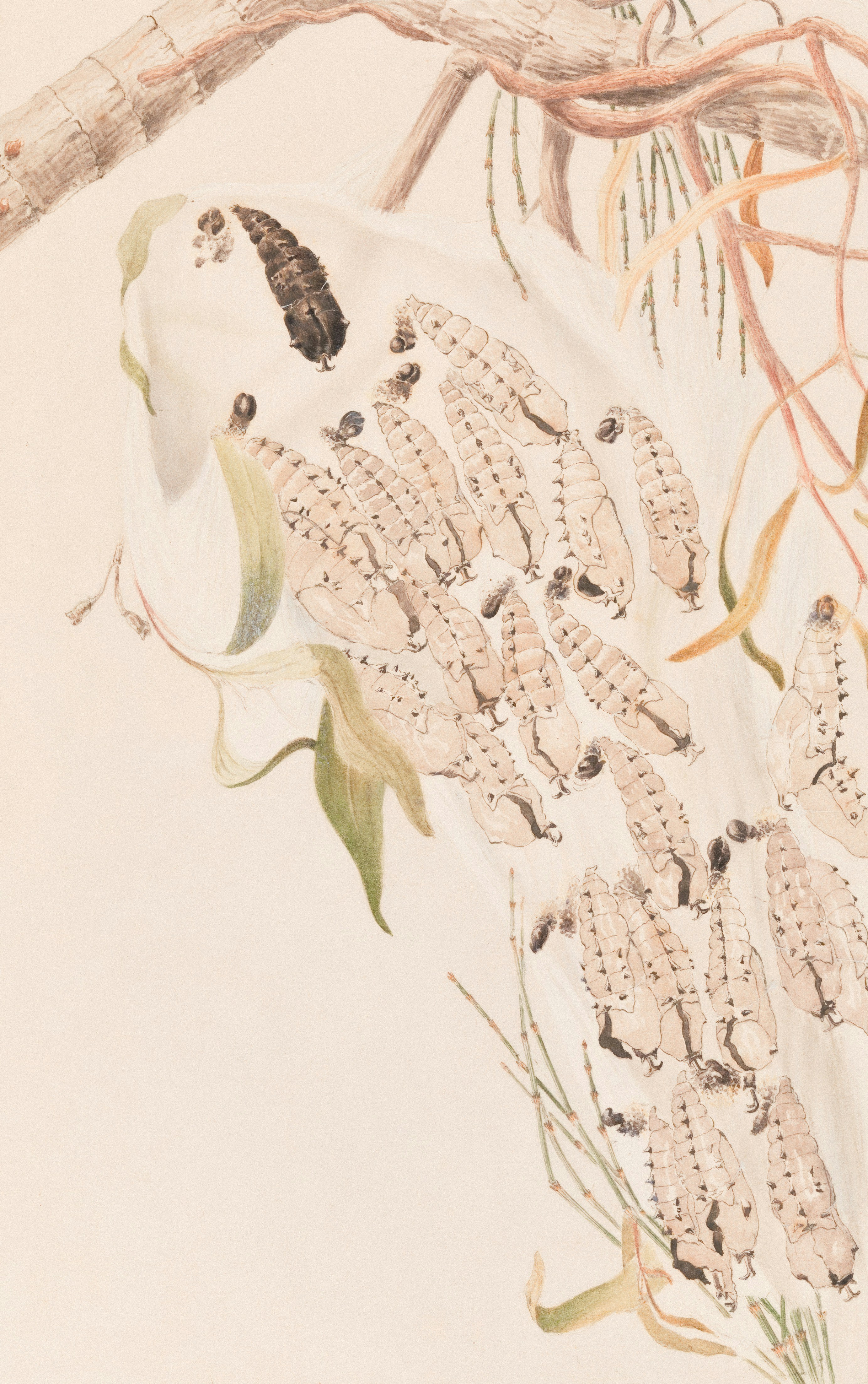 Photo by museumsvictoria