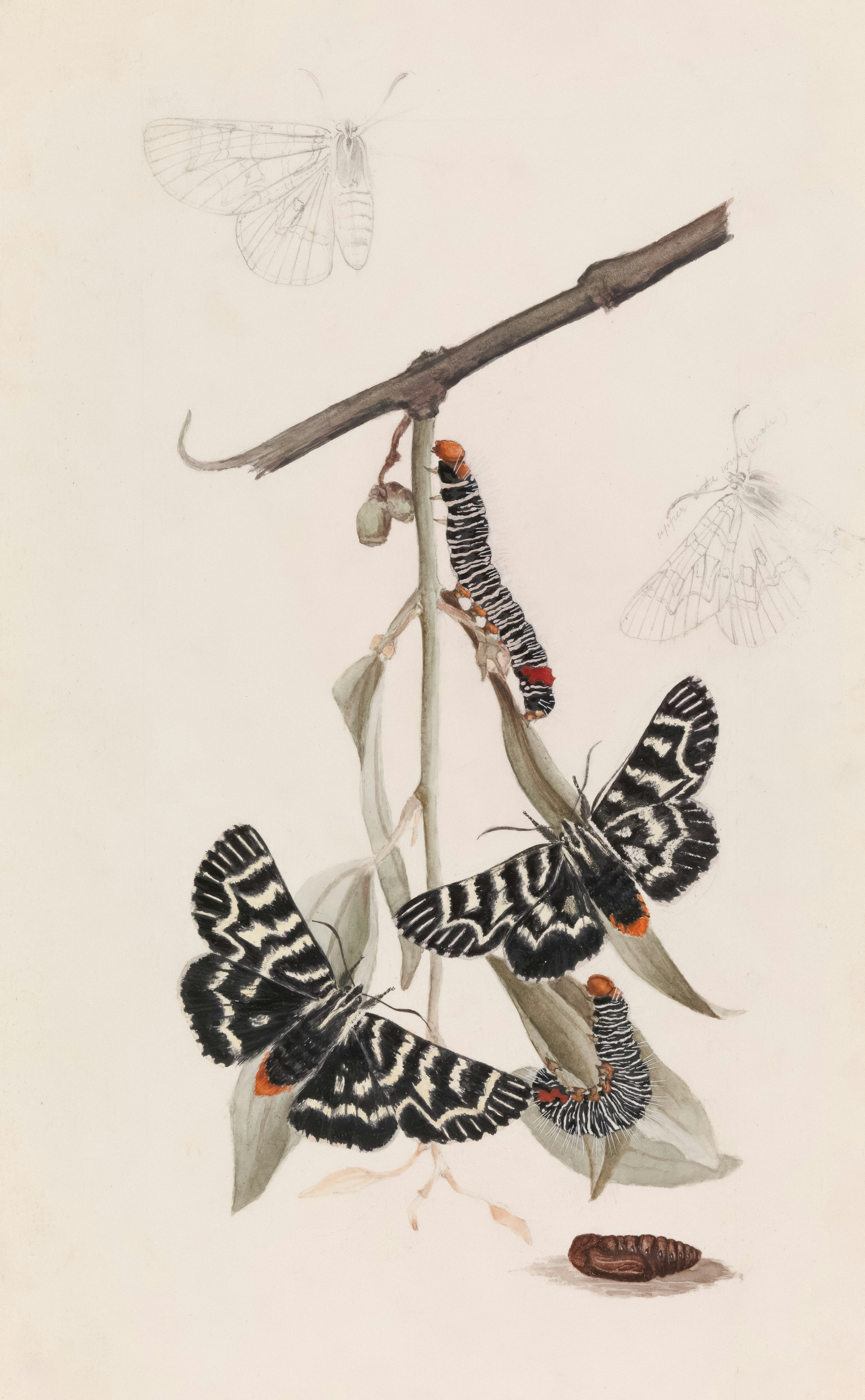 Photo by museumsvictoria