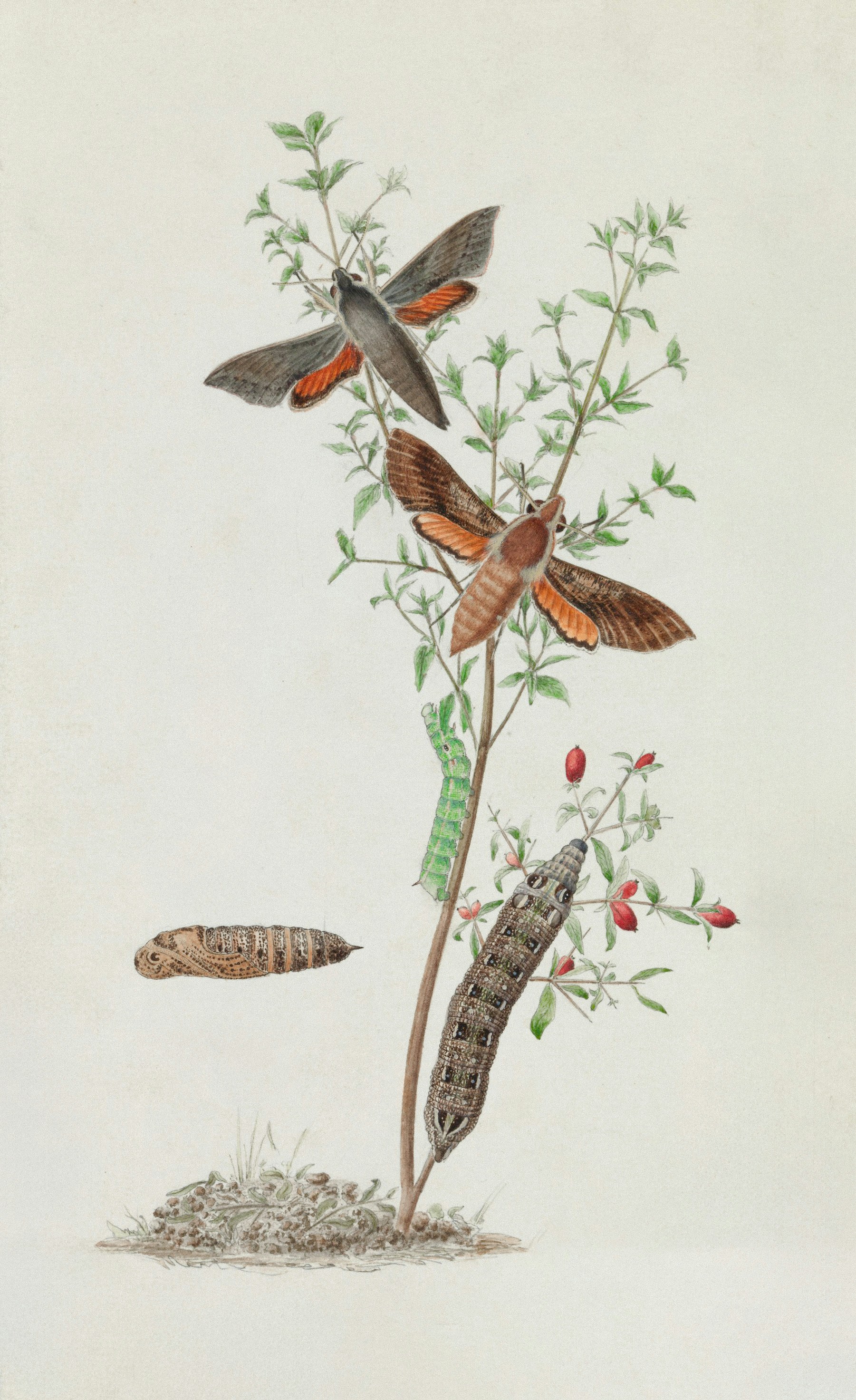 Photo by museumsvictoria