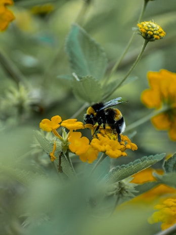 A bee is sitting on a yellow flower