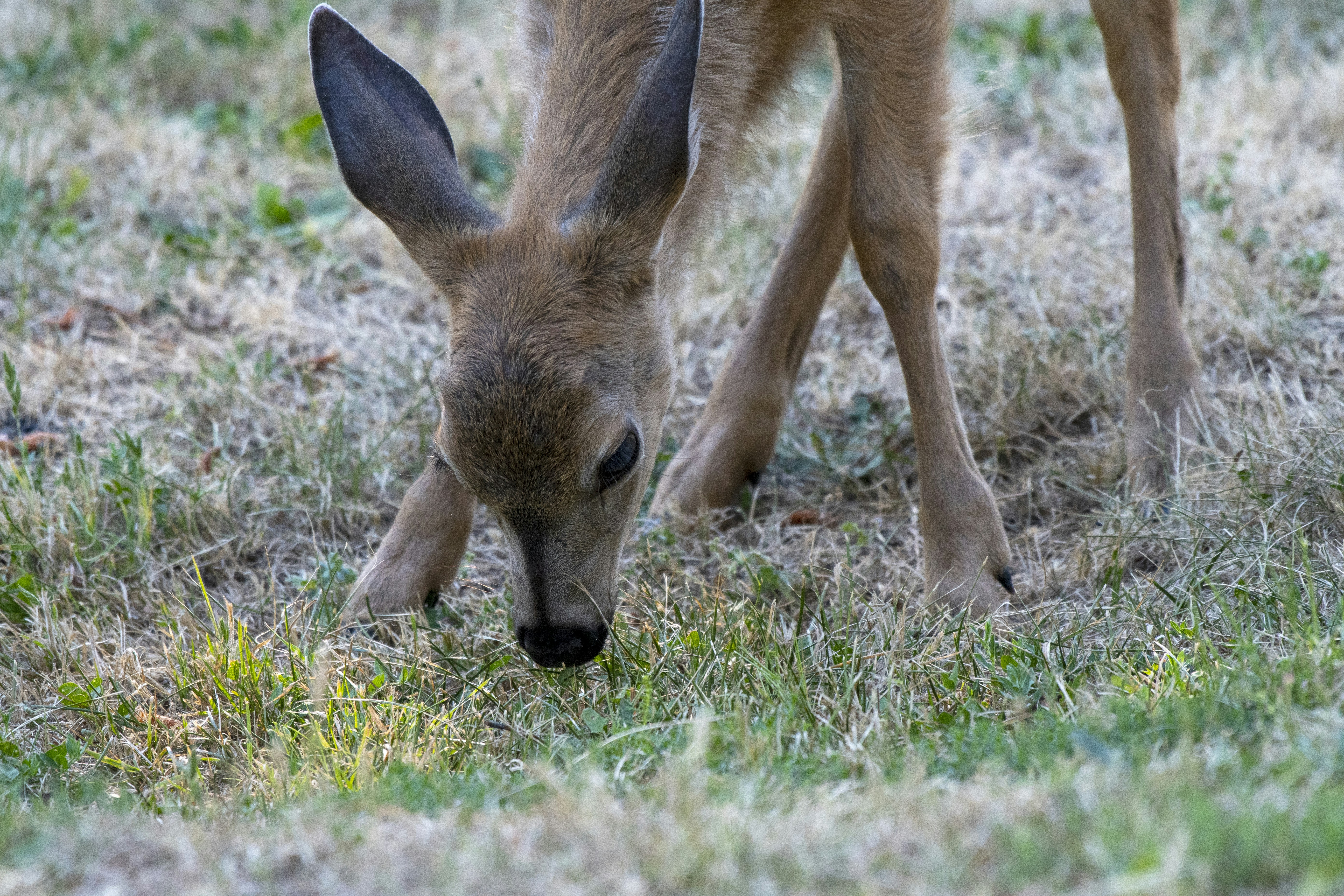 Un ciervo bebé está de pie en la hierba foto – Imagen de Vida silvestre  gratuita en Unsplash, image size:3000x2000