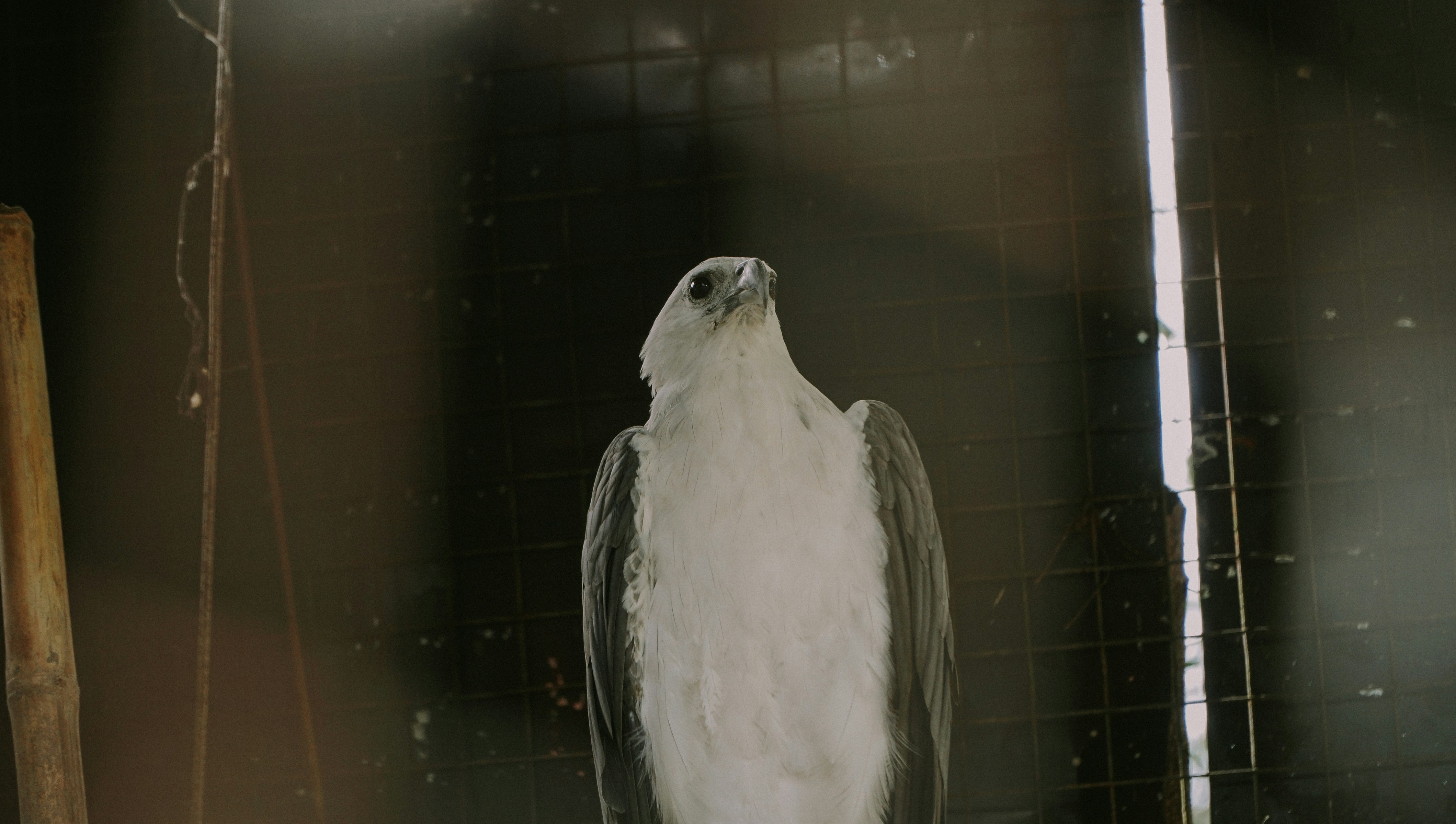 White-bellied sea eagle