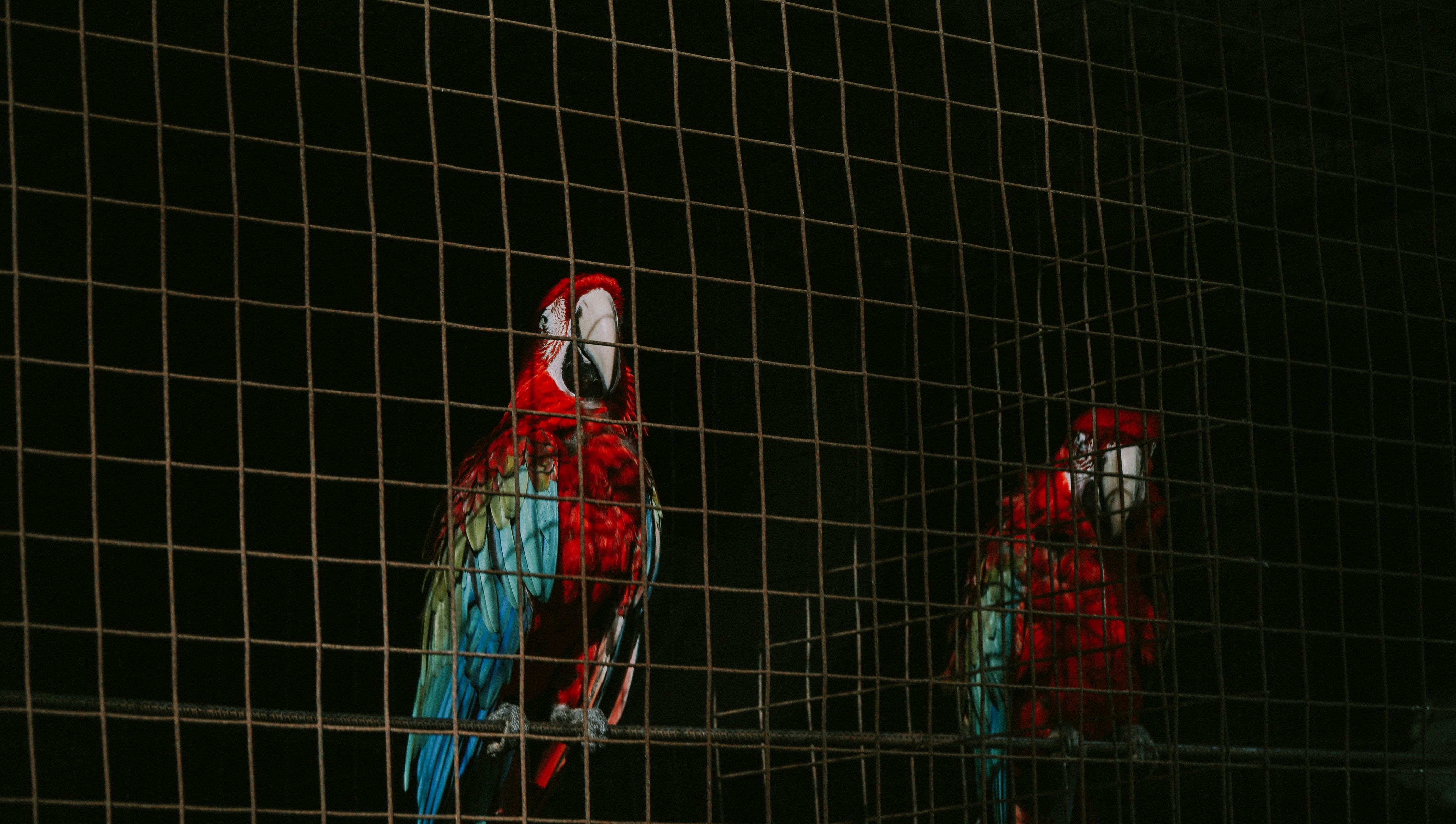 Captive red macaw