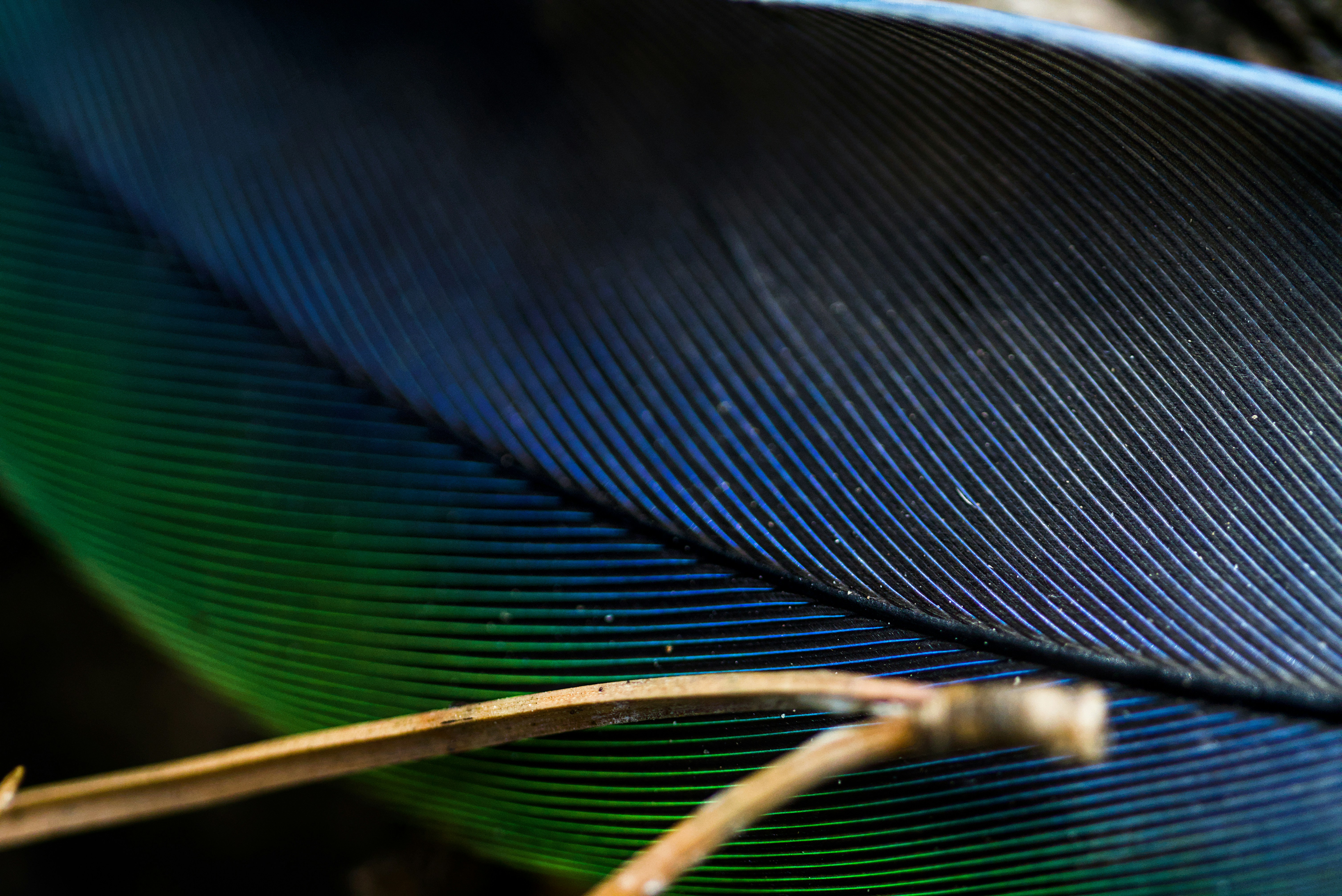 A close up of a blue and green feather